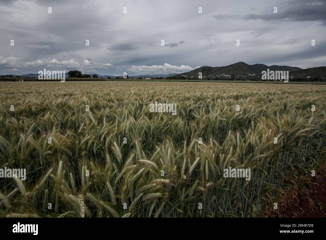 Healthy wheat plants in a wheat field in Mexico Stock Photo