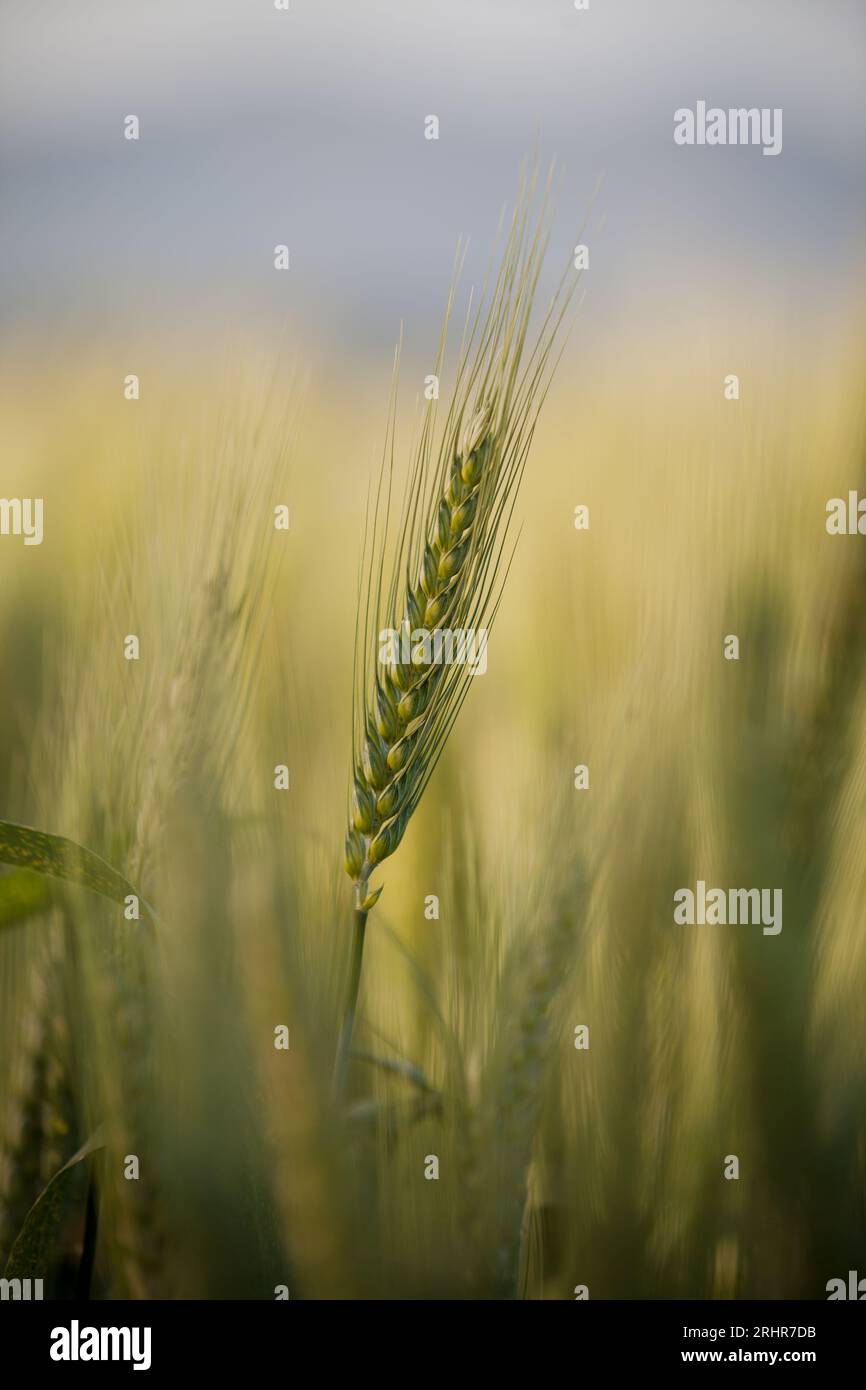 Healthy wheat Spike Stock Photo