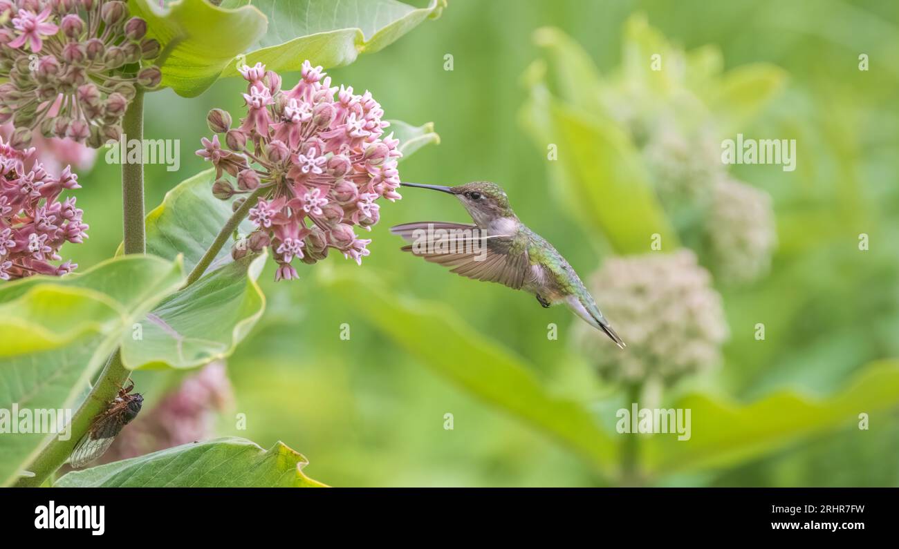 Female ruby-throated hummingbird feeding on common milkweed in northern Wisconsin. Stock Photo