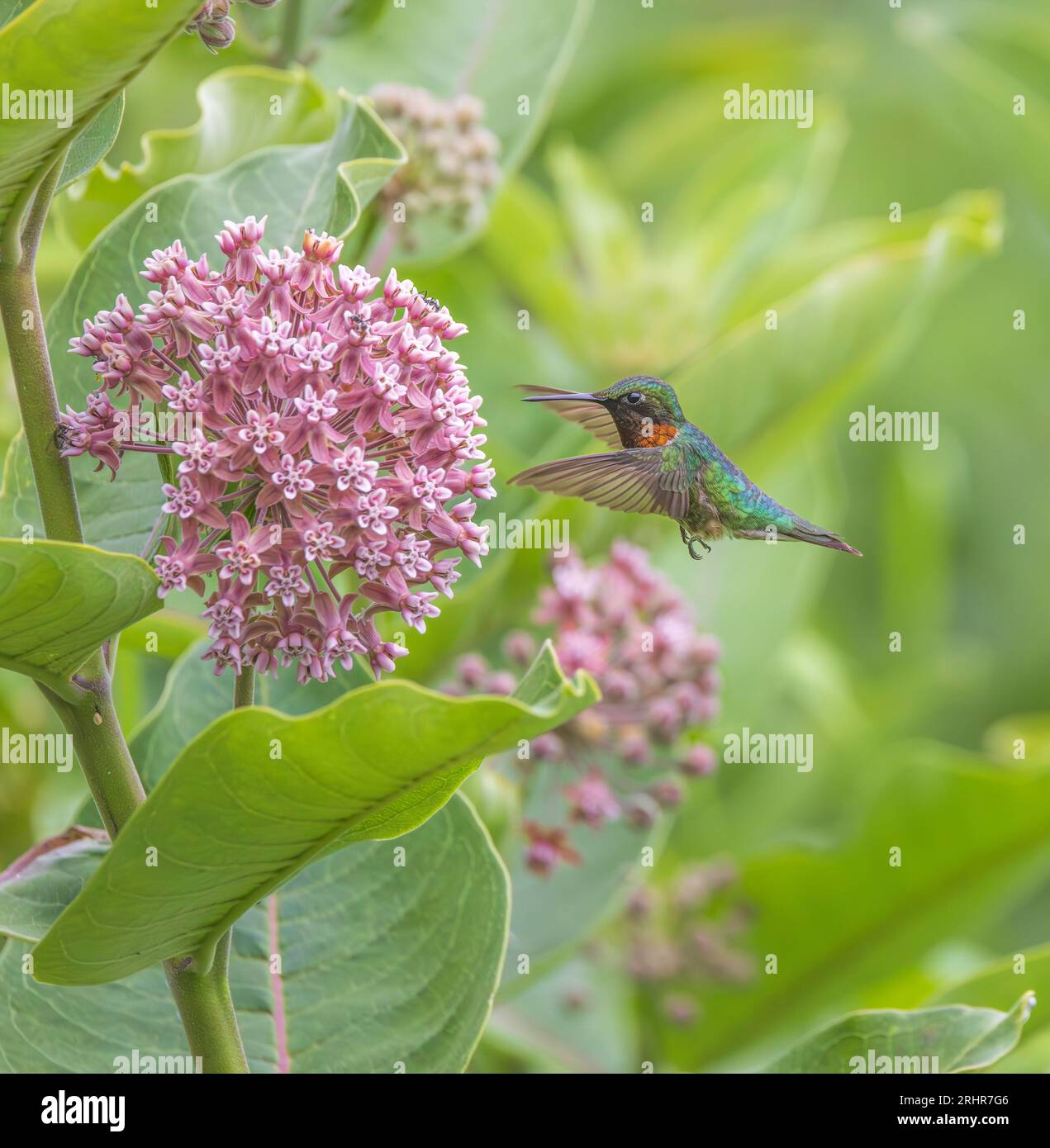 Male ruby-throated hummingbird feeding on common milkweed in northern Wisconsin. Stock Photo
