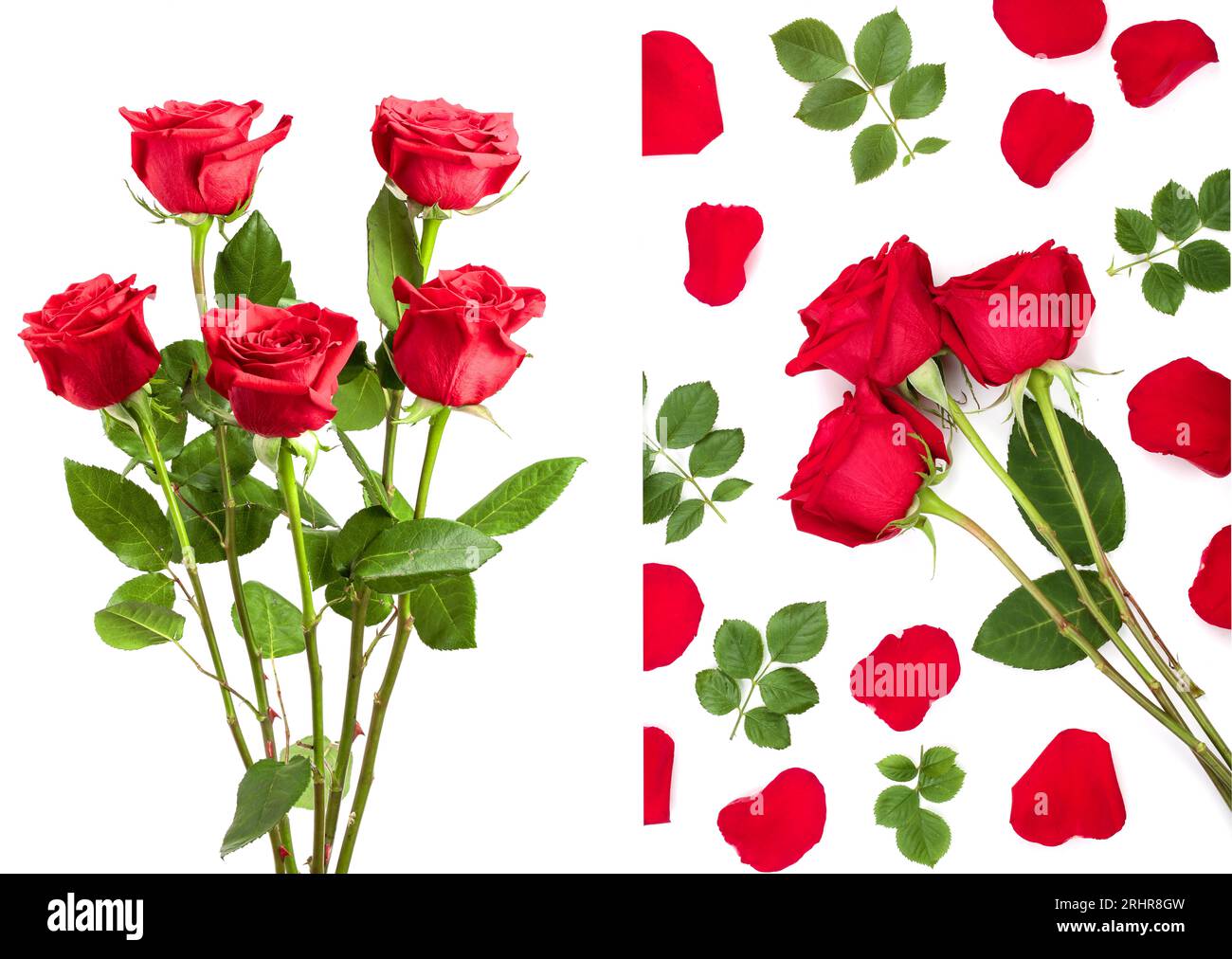 beautiful red rose isolated on white background Stock Photo - Alamy