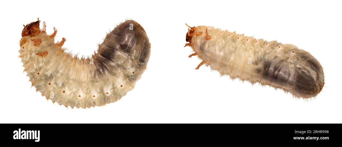 Larva of a may beetle isolated on a white background. Larva of cockchafer Stock Photo