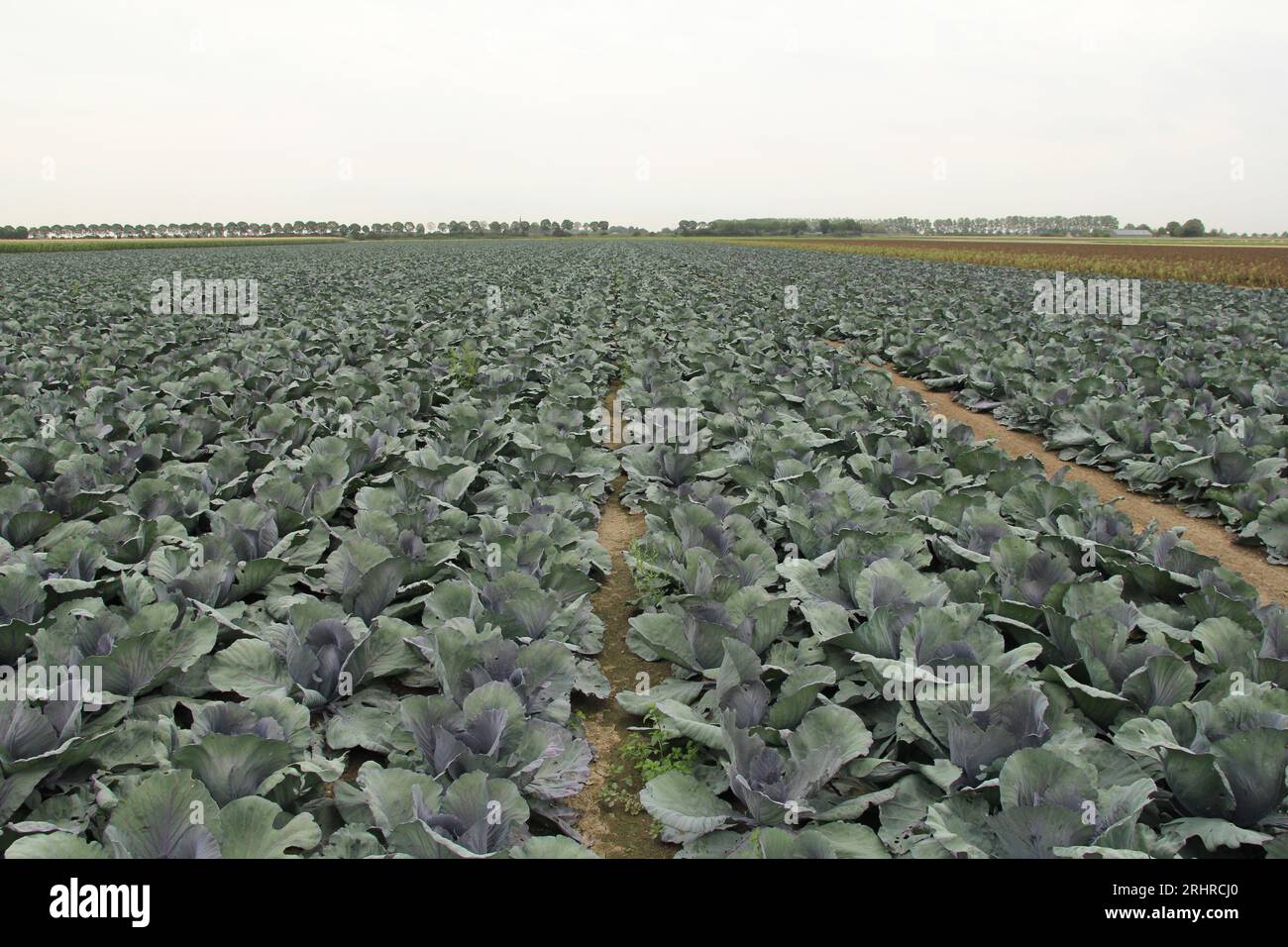 a red cabbage field with long rows of crops of a biological farmer in the dutch countryside in summer Stock Photo