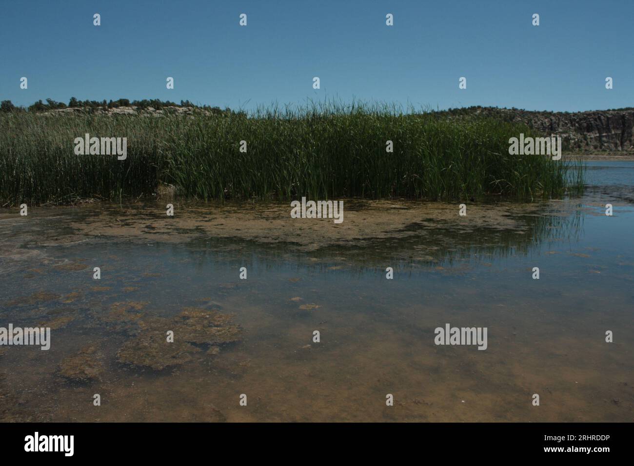 Reeds and biodiversity hi-res stock photography and images - Alamy