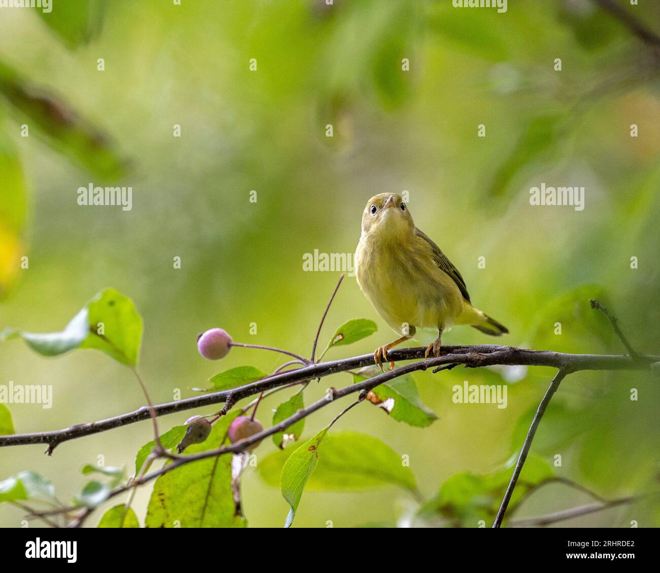 (Ottawa, Canada---18 August 2023) Yellow warbler near the Rideau River. Copyright 2023 Sean Burges / Mundo Sport Images. Stock Photo