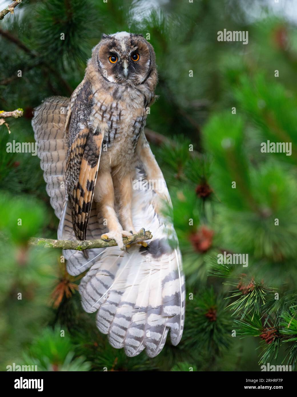 Juvenile Long-Eared Owl (Asio otus) Peak District, England. Stock Photo