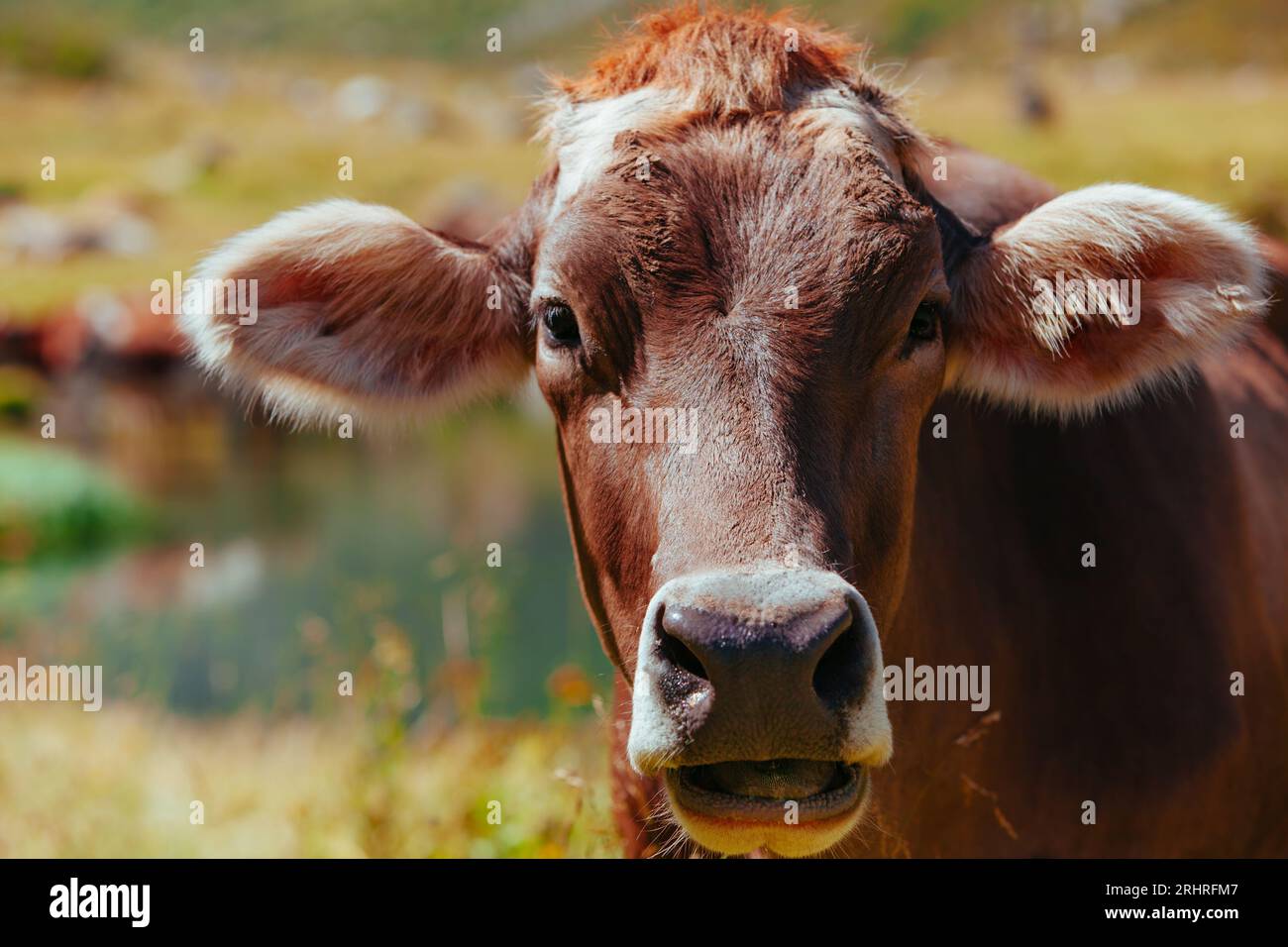 Portrait of cow on high mountain meadow in Swiss Alps Stock Photo - Alamy