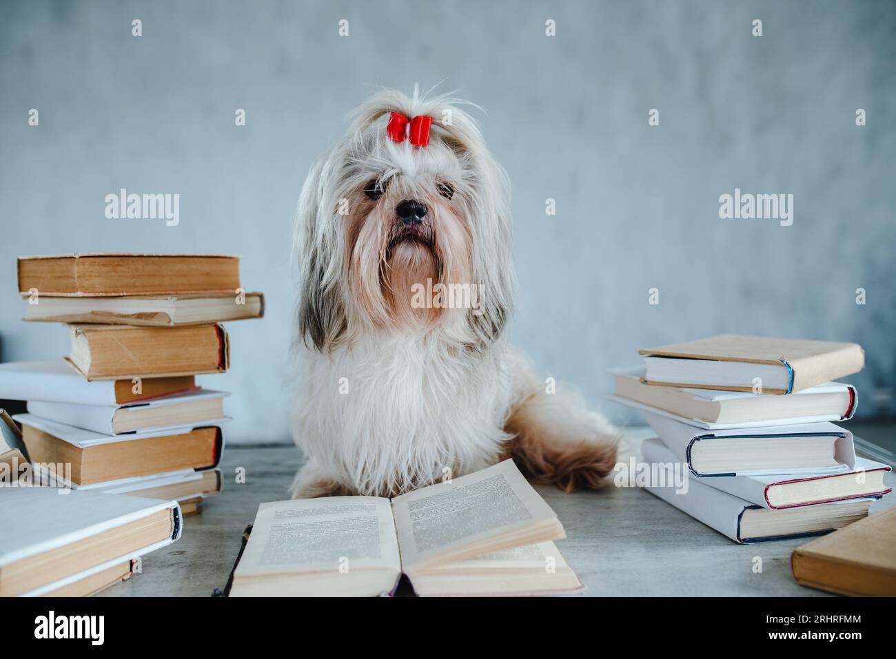 Clever shih tzu dog among books Stock Photo