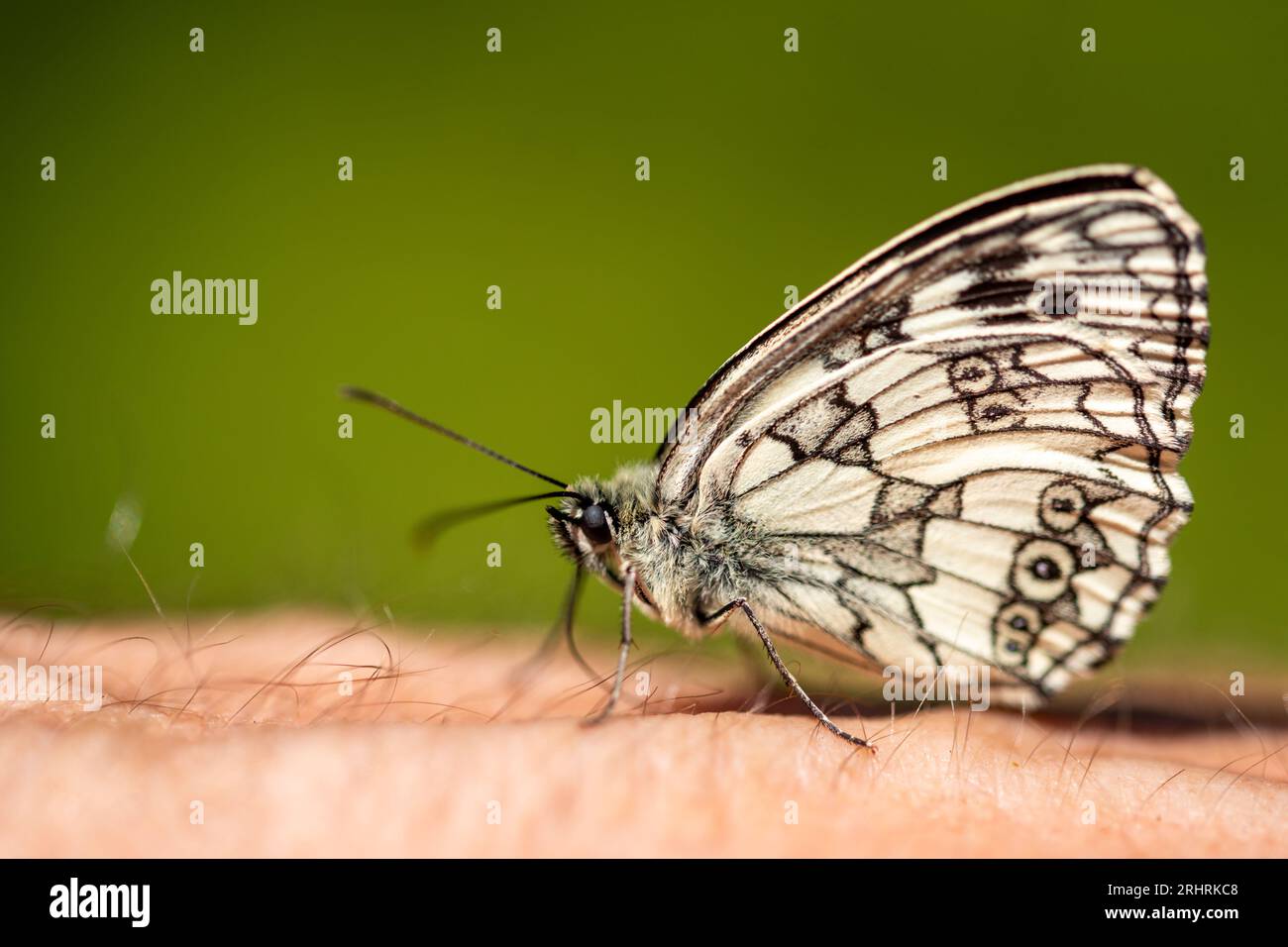 butterfly is on man's arm. Melanargia galathea, the marbled white, is a medium-sized butterfly in the family Nymphalidae. Close up of a Marbled White Stock Photo