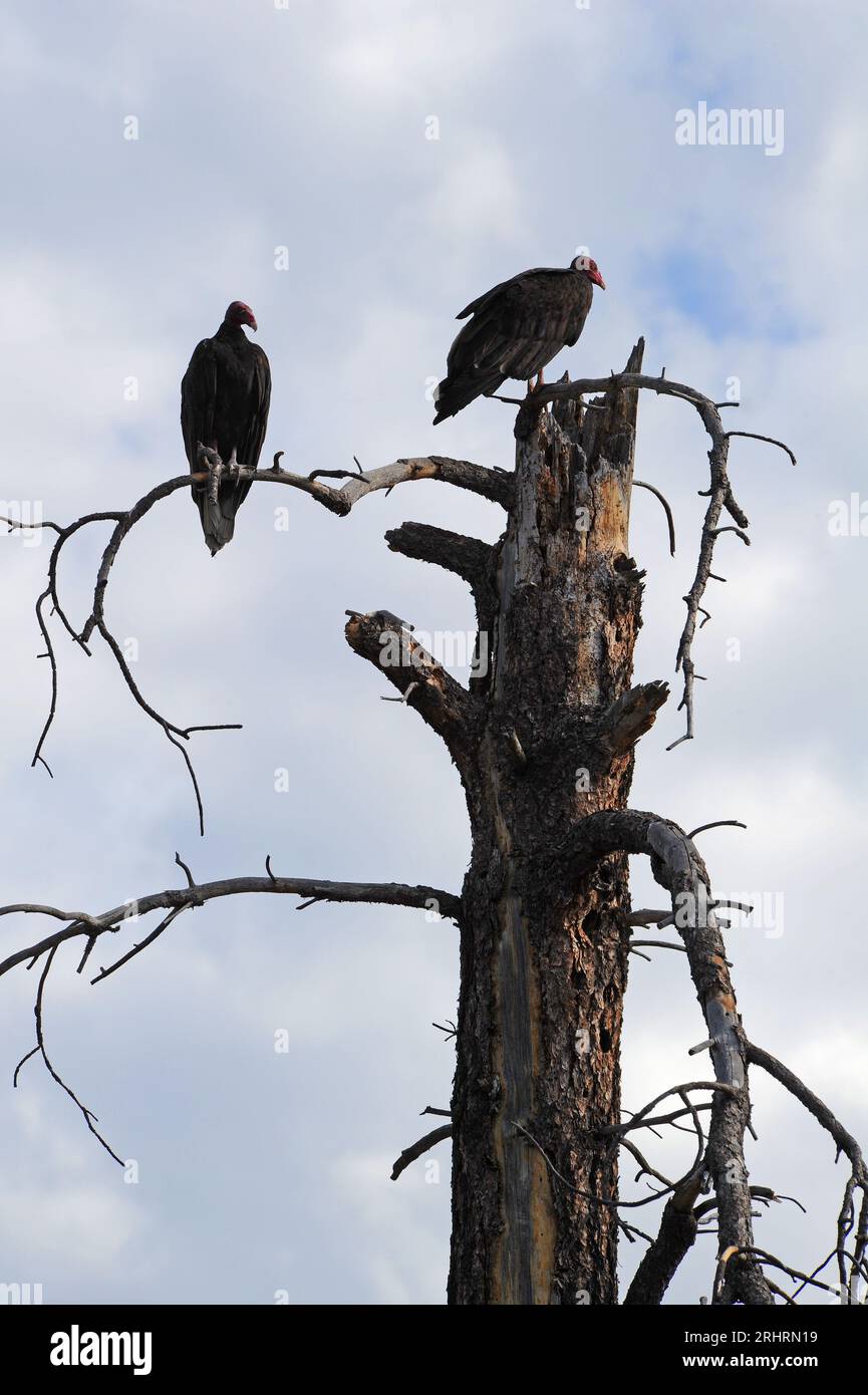 Turkey vultures in a dead tree Stock Photo Alamy