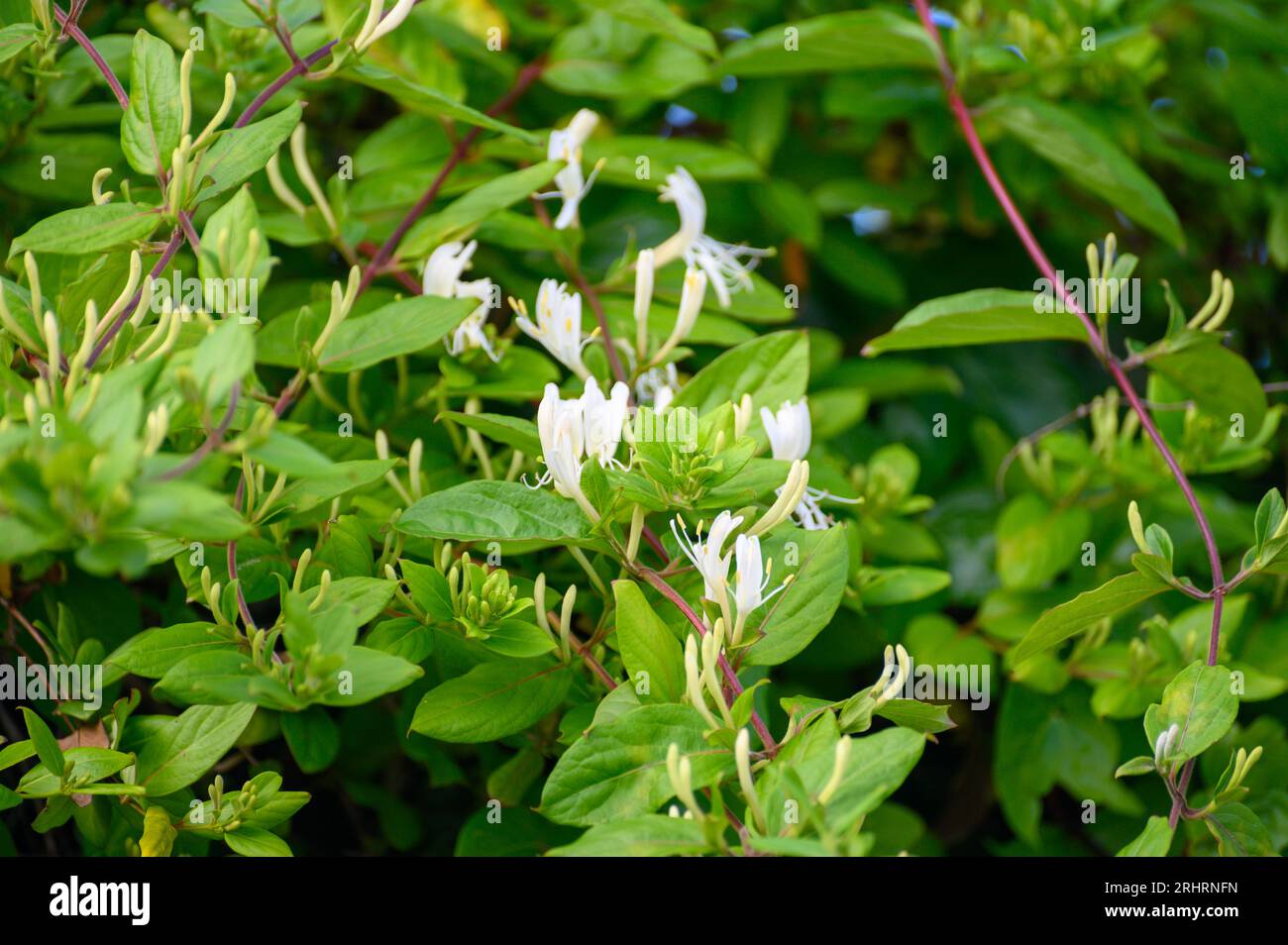 Botanical collection of medicinal and climbing plants, Jasminum
