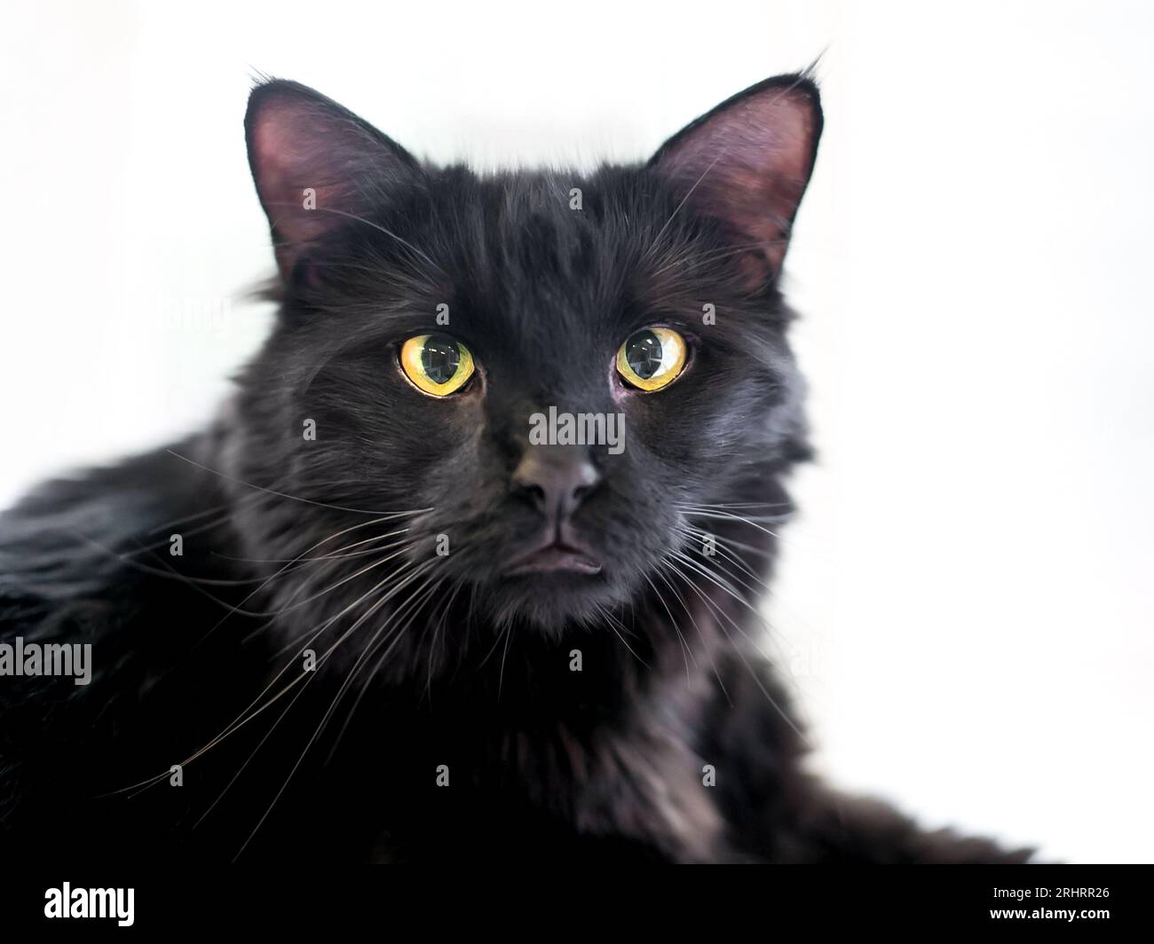 Domestic black best sale cat
