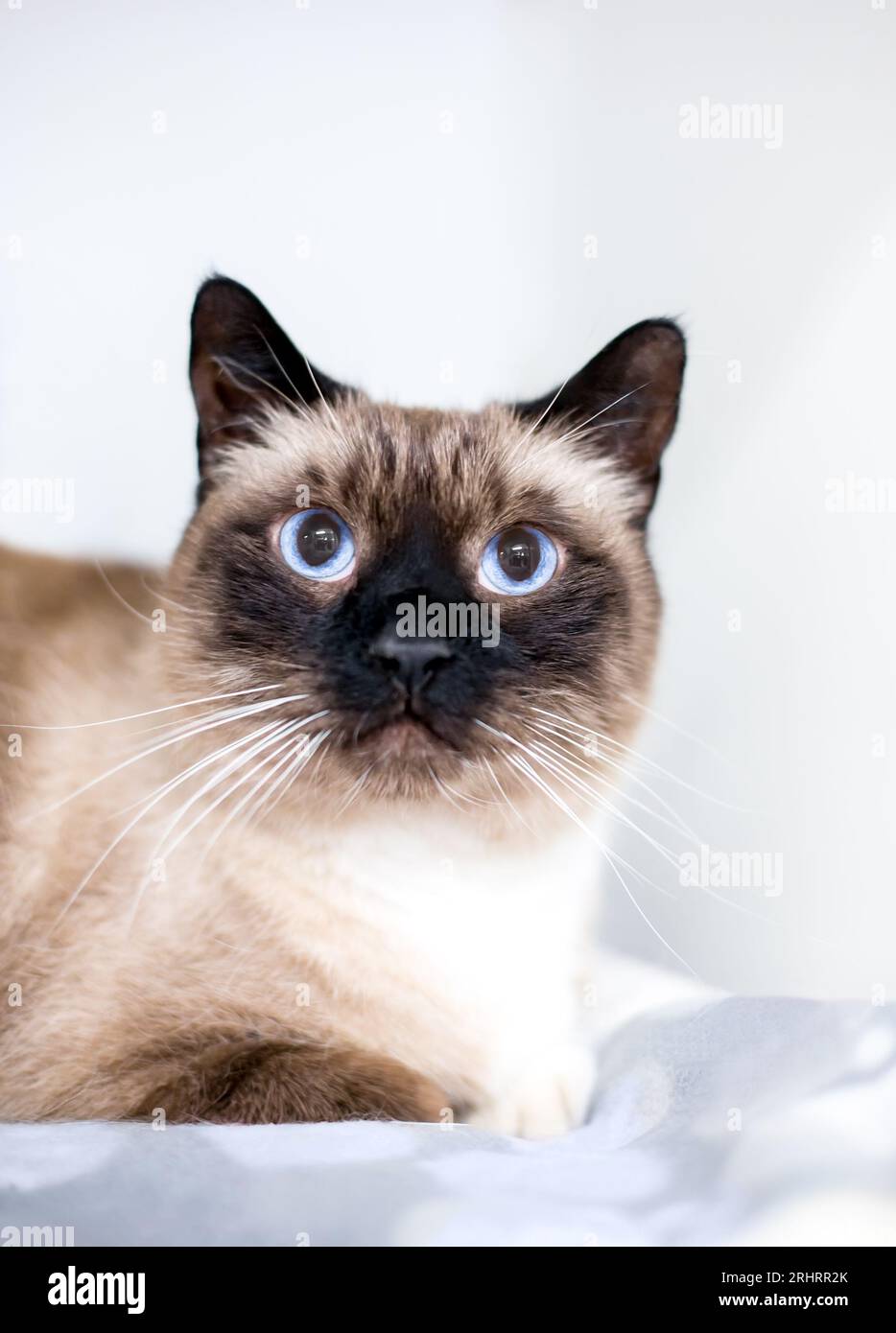 Siamese cat blanket top