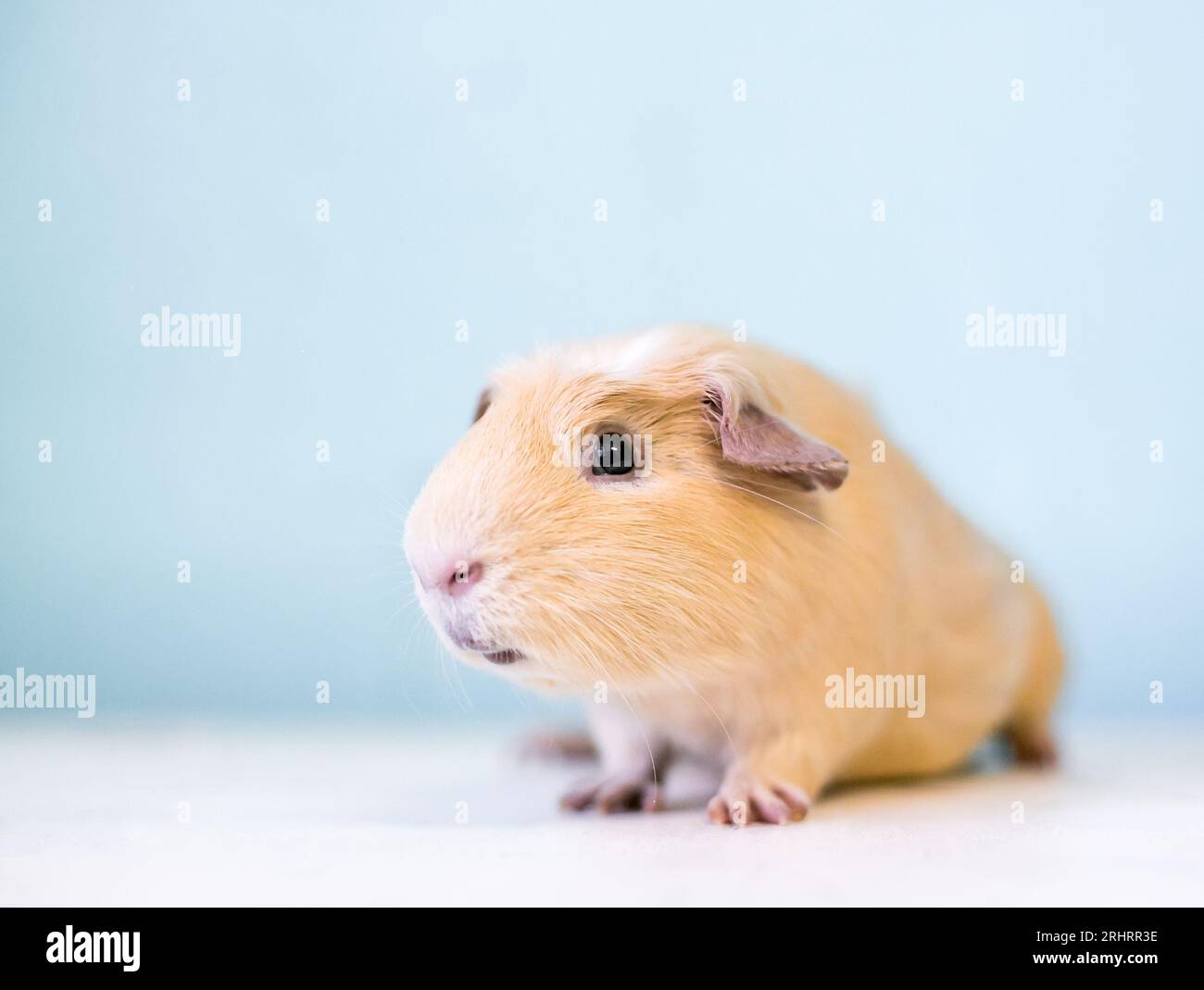 A cute pet American Guinea Pig looking at the camera Stock Photo