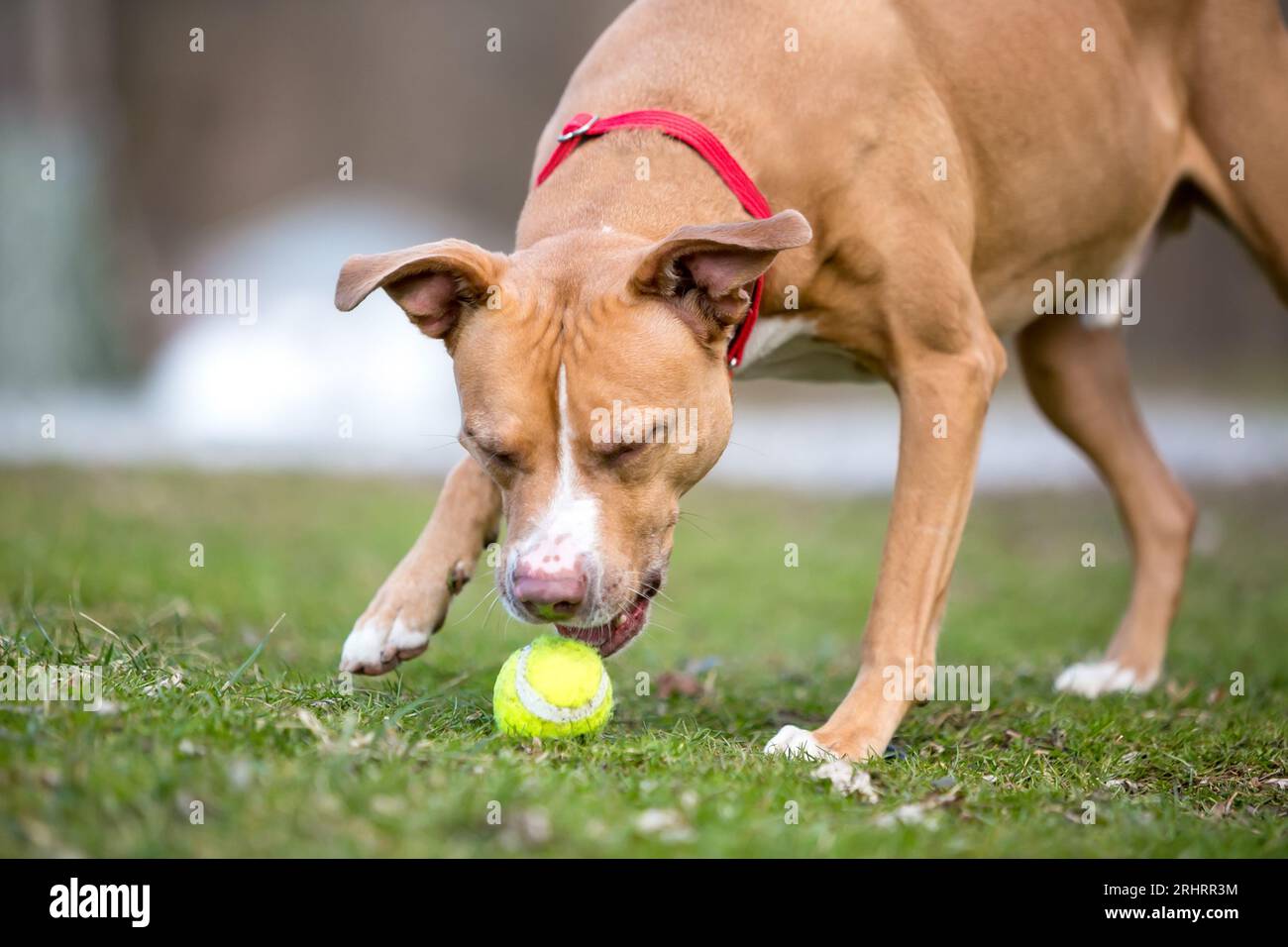 A playful Pit Bull Terrier x Retriever mixed breed dog opening its mouth to pick up a ball Stock Photo