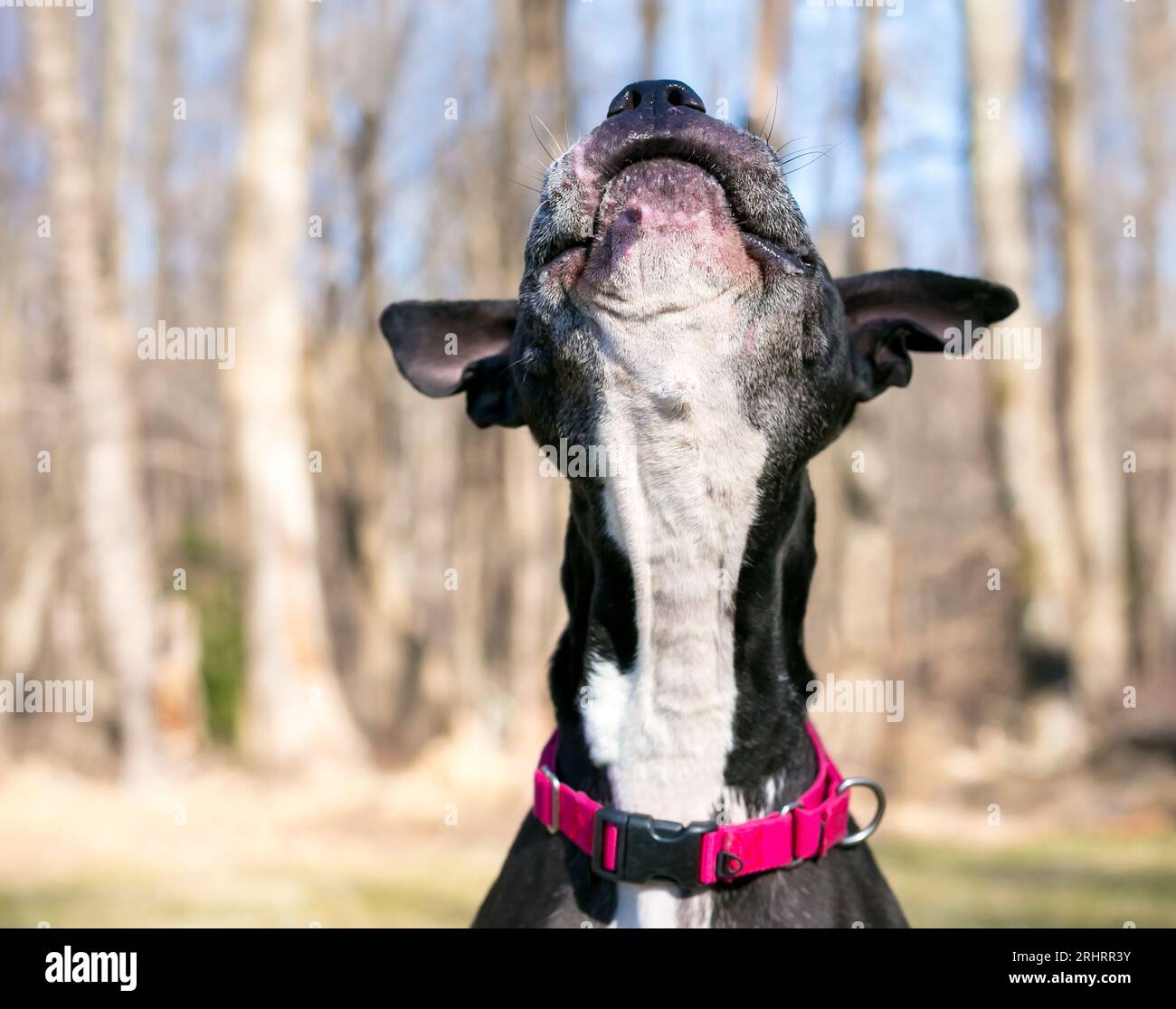 A playful Pit Bull Terrier mixed breed dog jumping up to catch
