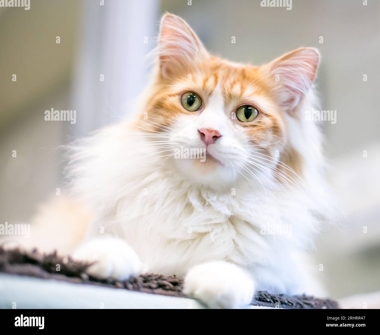 A fluffy domestic medium hair cat with white and orange tabby markings Stock Photo