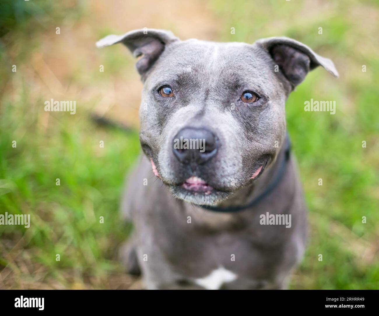 A gray Pit Bull Terrier mixed breed dog sitting and looking up with a grin on its face Stock Photo