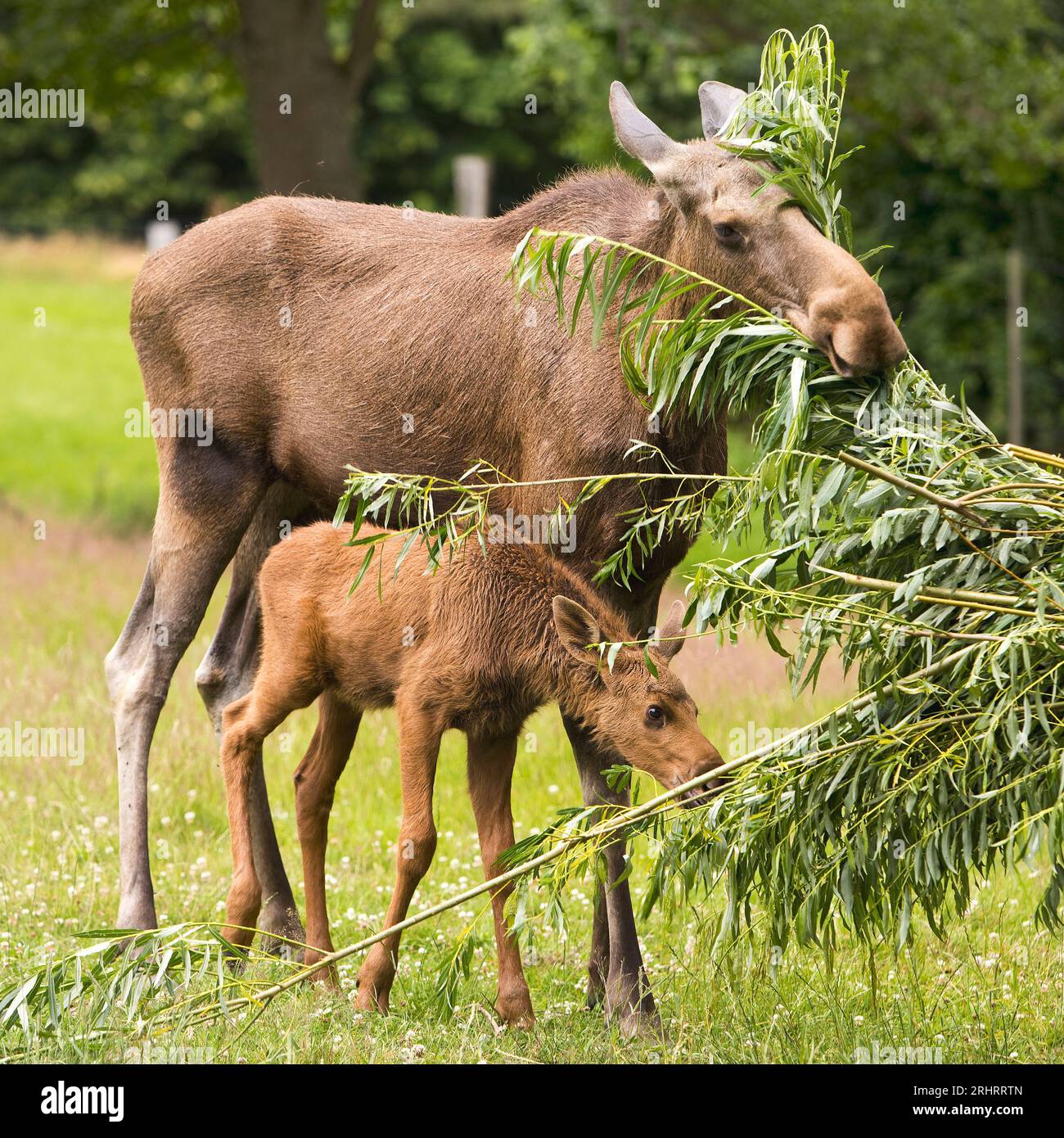 elk, European moose (Alces alces alces), feeding cow elk with elk calf in a meadow, Germany Stock Photo