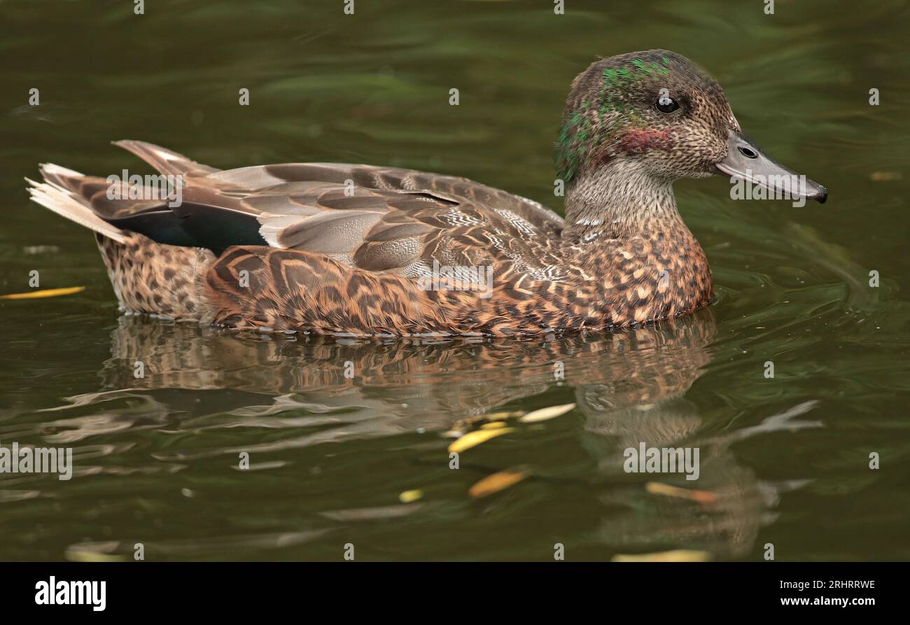 falcated teal, falcated duck (Anas falcata, Mareca falcata), swimming drake in eclipse plumage, side view, Netherlands Stock Photo