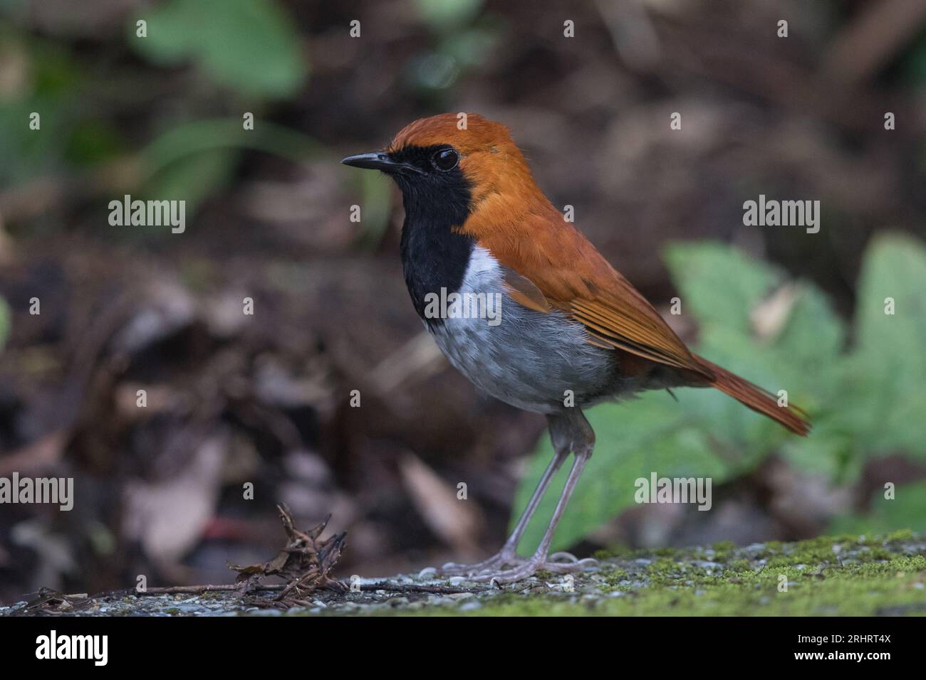 Okinawa robin (Larvivora namiyei), male, side view, Japan, Okinawa ...