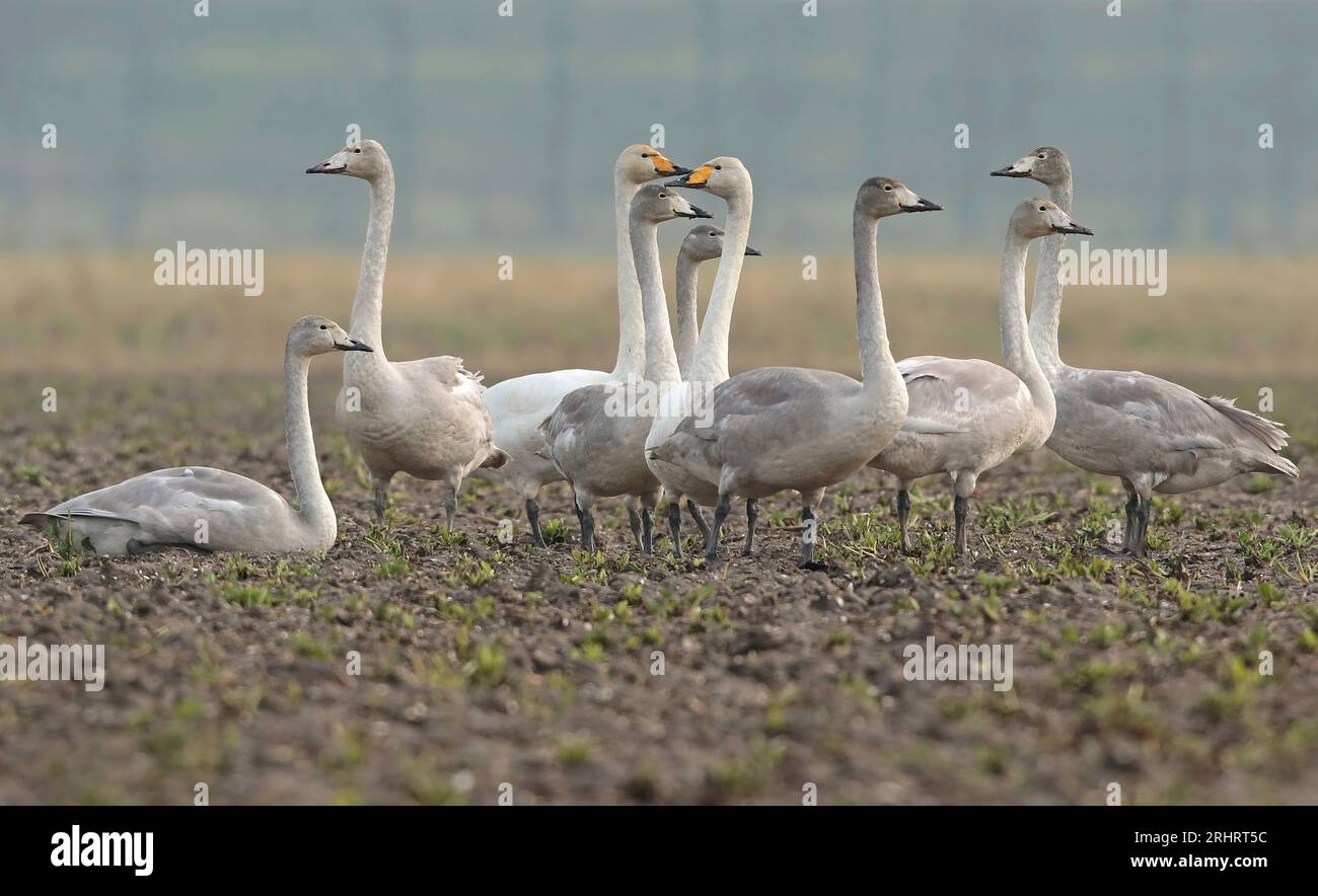 whooper swan (Cygnus cygnus), swan family on an acre, Netherlands Stock Photo