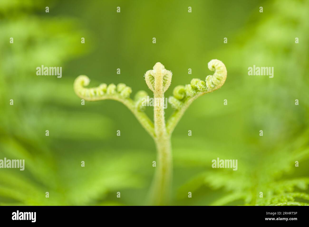 bracken fern (Pteridium aquilinum), young frond, Germany Stock Photo