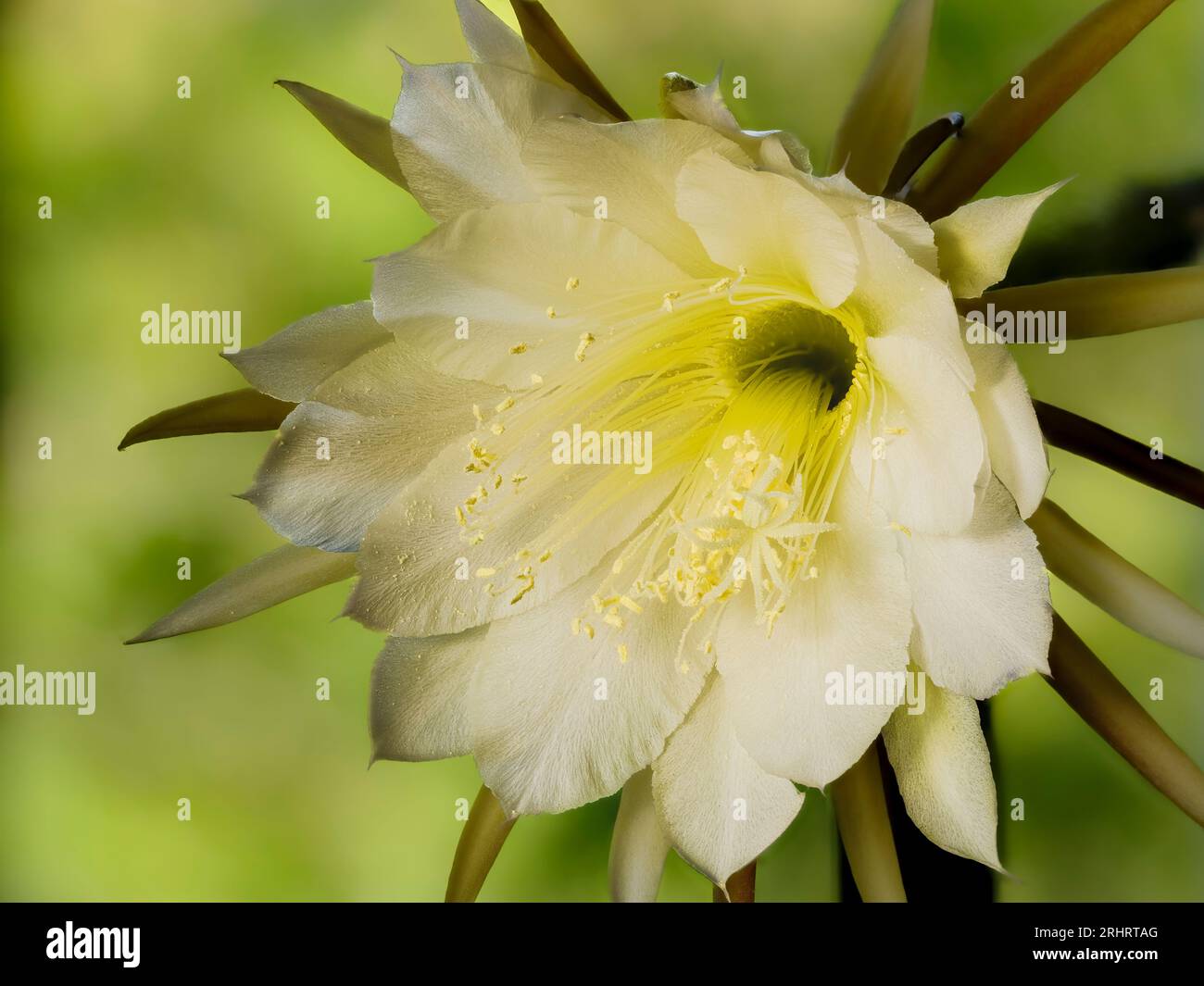 Night Blooming Cereus Turning Yellow night-blooming-cereus-turning-yellow