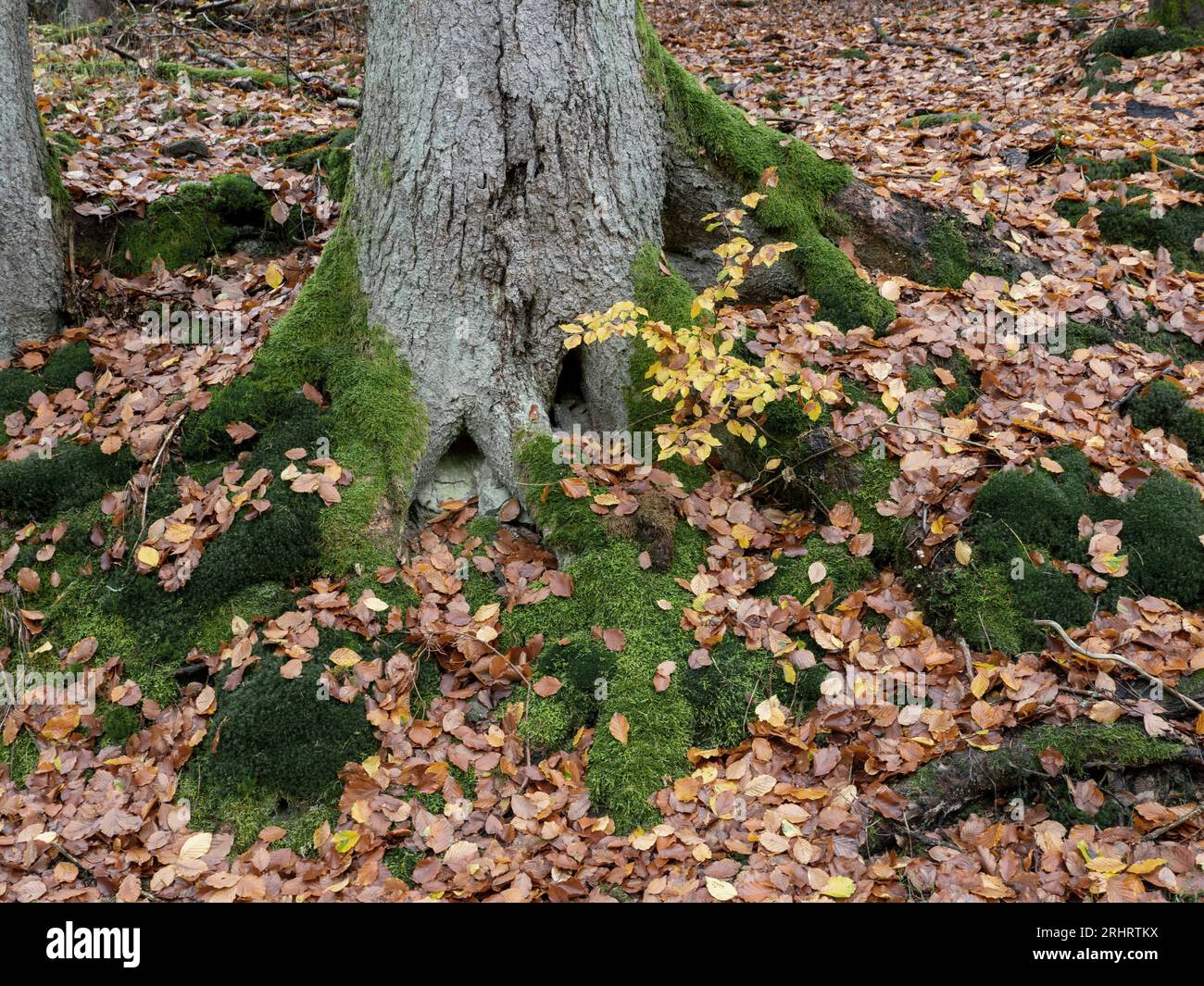 autumn leaves on moss under a tree, Germany, Thueringen, Thueringer Wald, Breitenbach Stock Photo