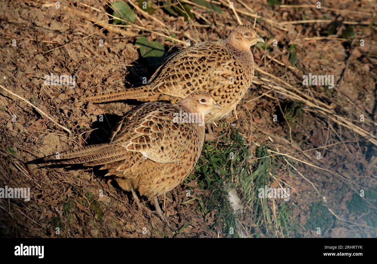 Common pheasant, Caucasus Pheasant, Caucasian Pheasant (Phasianus colchicus), two pheasant hens perching together on the ground, side view, Stock Photo