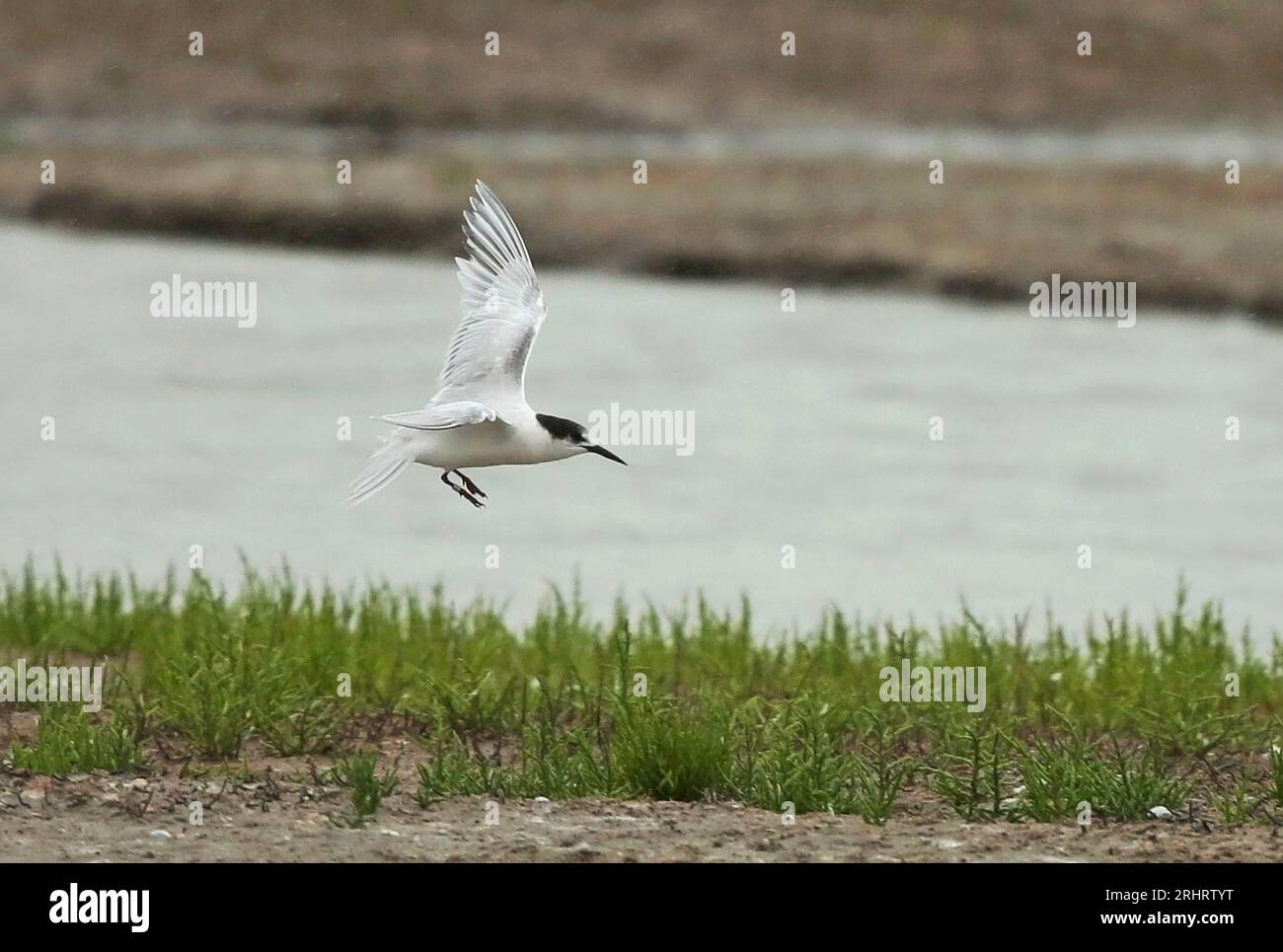 roseate tern (Sterna dougallii), Second calendar year Roseate Tern in rarely photographed and seen plumage, Netherlands, Camperduin Stock Photo