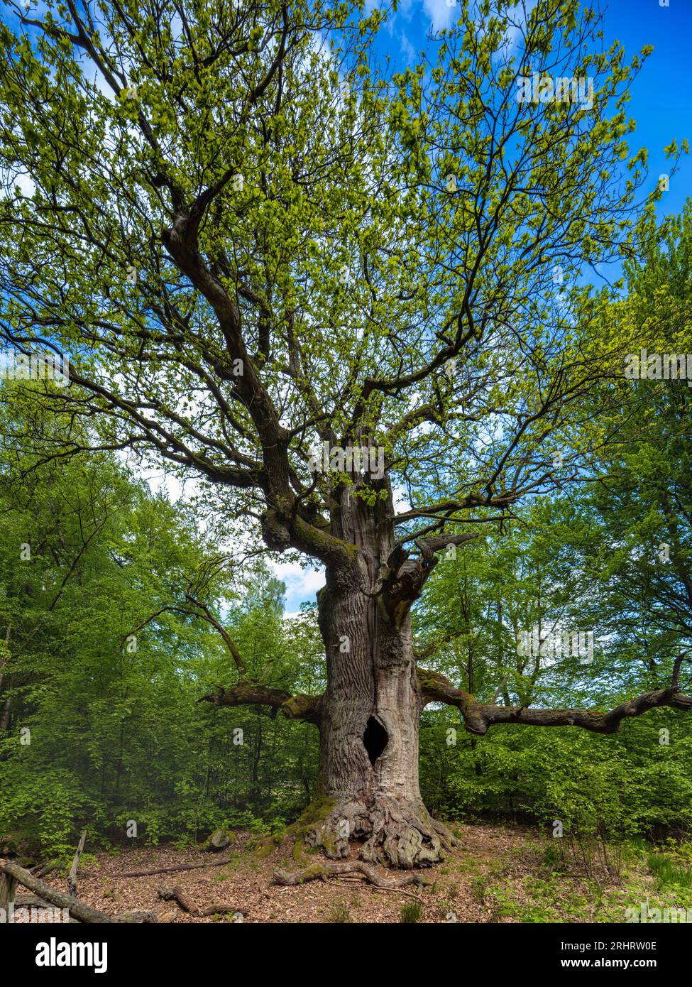 oak (Quercus spec.), 400-year-old chimney oak in the Sababurg ancient forest, Germany, Hesse, Reinhardswald Stock Photo