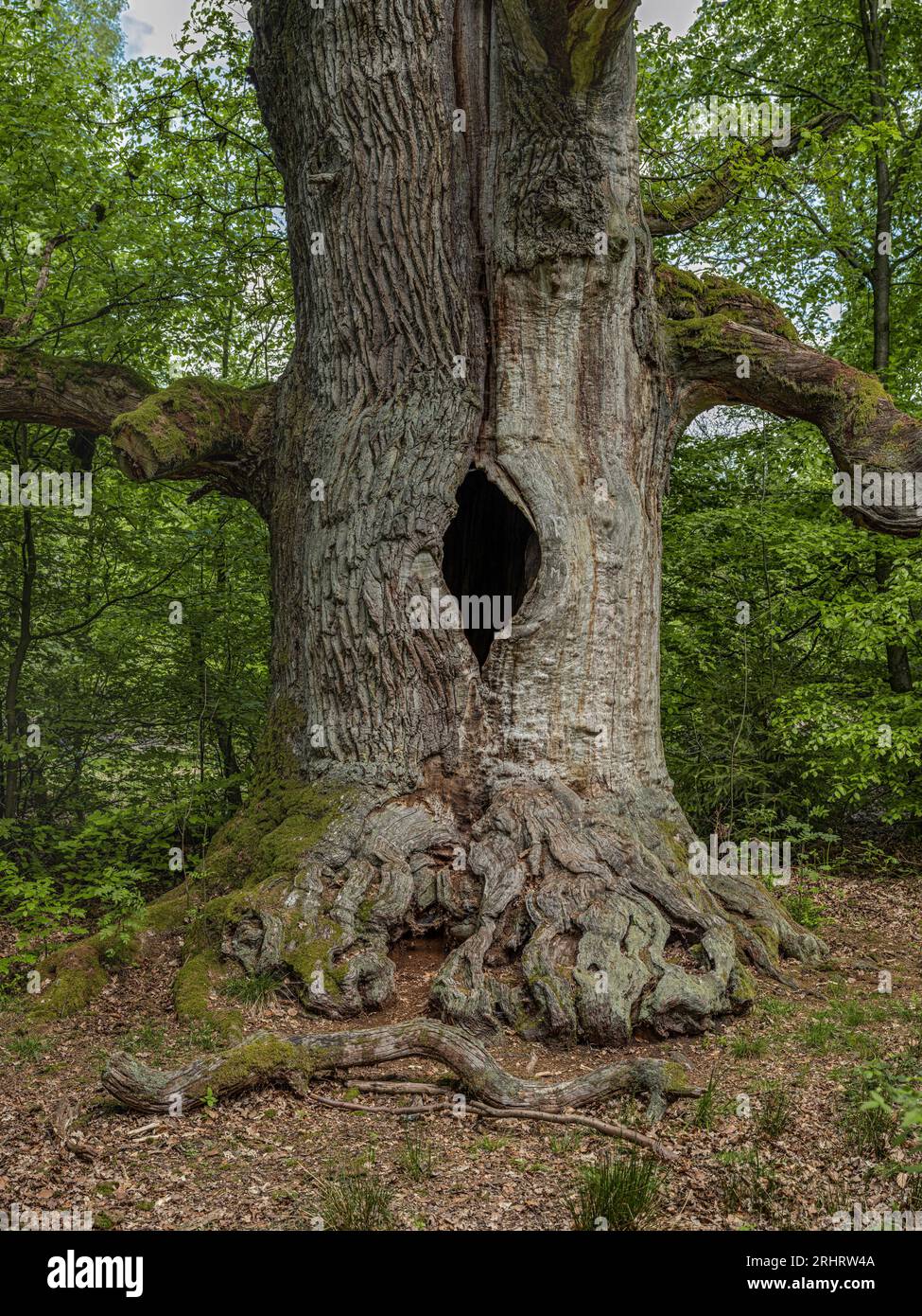 oak (Quercus spec.), 400-year-old chimney oak in the Sababurg ancient forest, Germany, Hesse, Reinhardswald Stock Photo