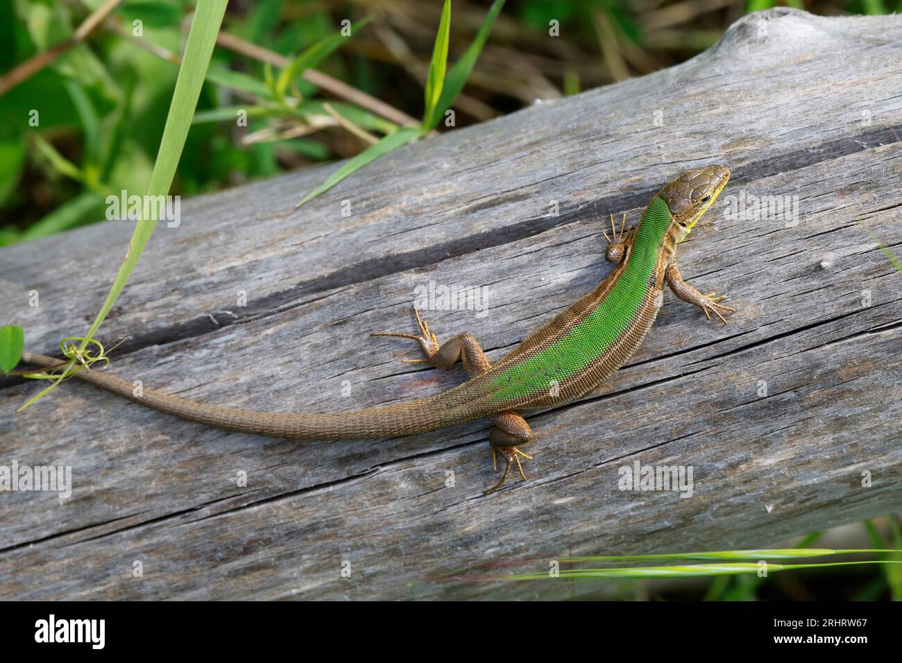 Dalmatian wall lizard (Podarcis melisellensis, Lacerta melisellensis), male on a dead tree trunk, dorsal view, Croatia Stock Photo