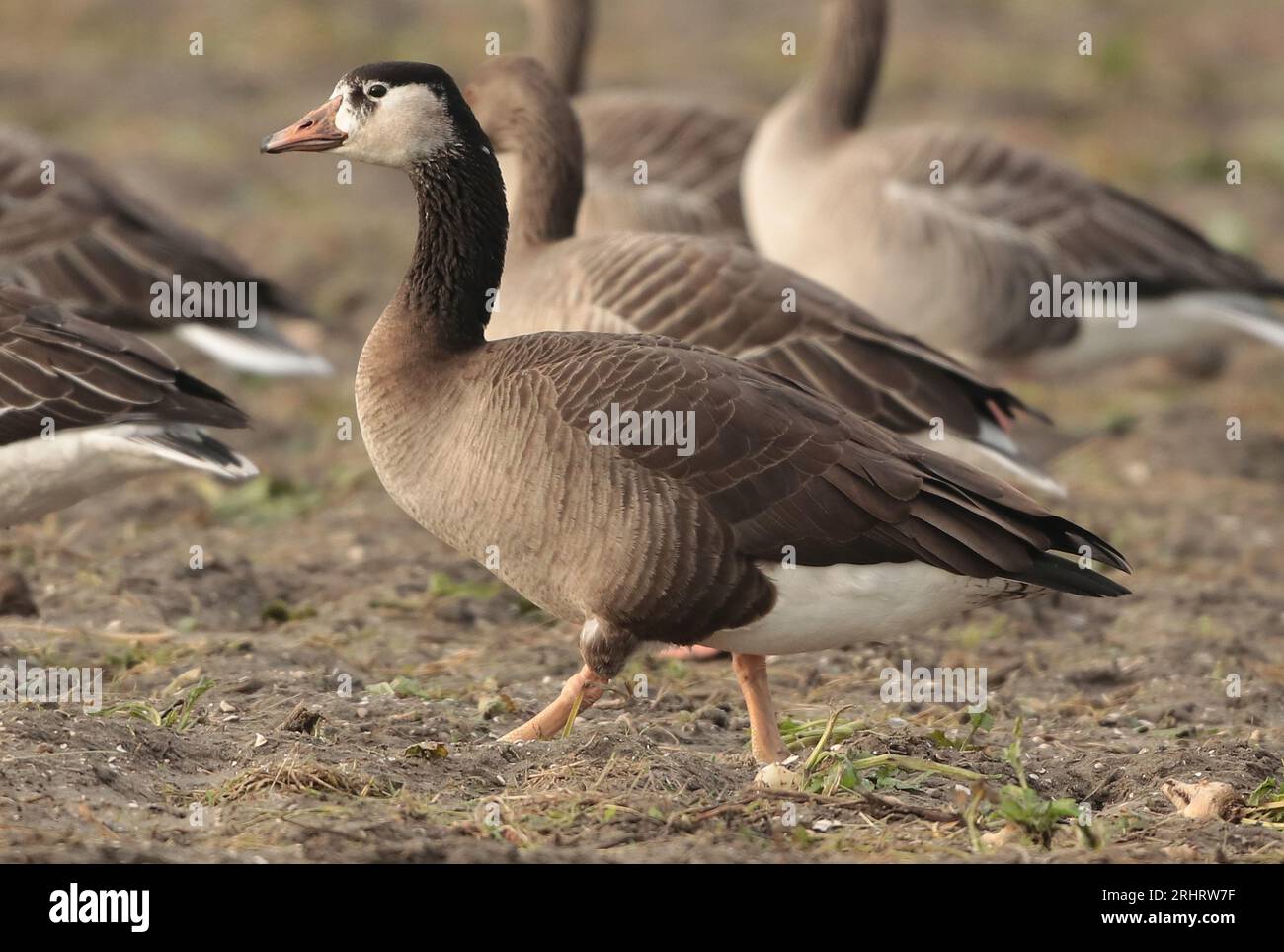Canada goose cheap logo side