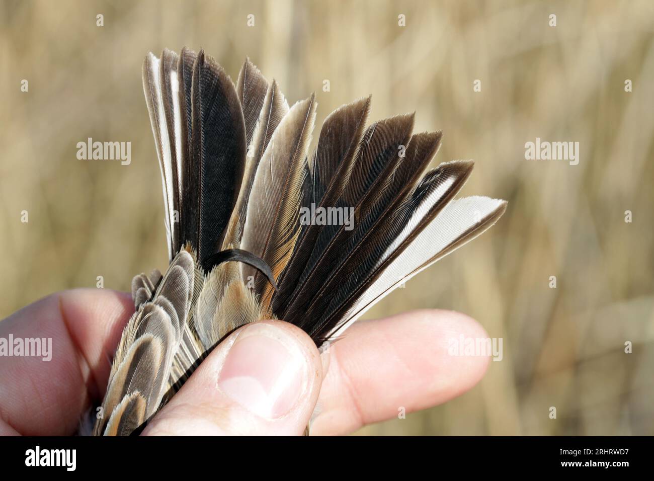 reed bunting (Emberiza schoeniclus), tail feathers of a captured male, Netherlands Stock Photo