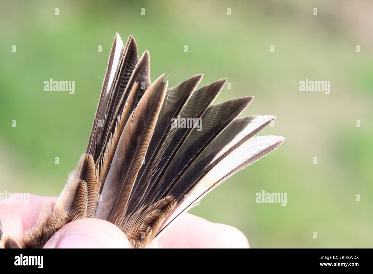 little bunting (Emberiza pusilla), tail feathers, Netherlands Stock Photo