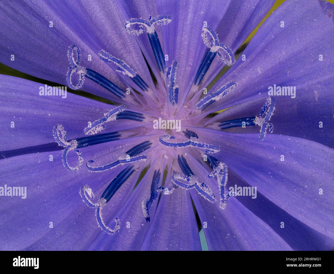 Succory blue sailors, common chicory, wild succory (Cichorium intybus), flower ...