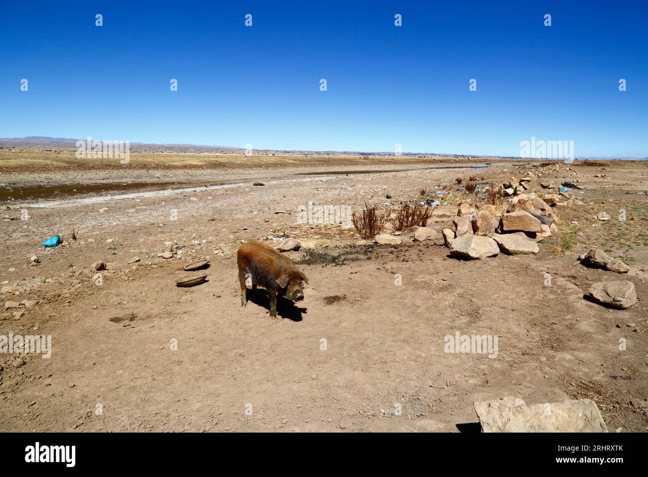 Lake Titicaca, BOLIVIA; August 18th 2023 A tethered pig looks for food