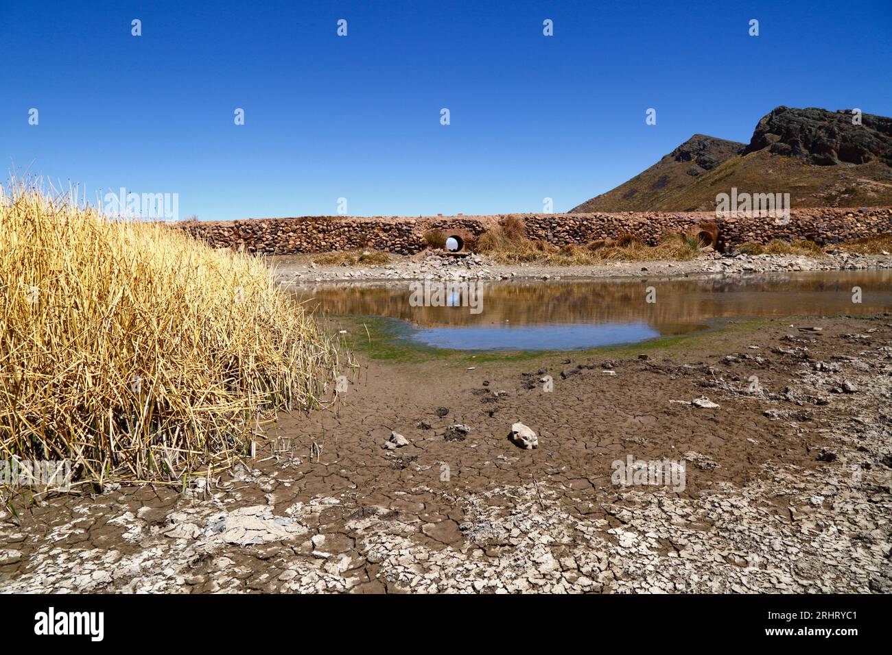 Lake titicaca bolivia august 18th 2023 dead totora reeds in a nearly