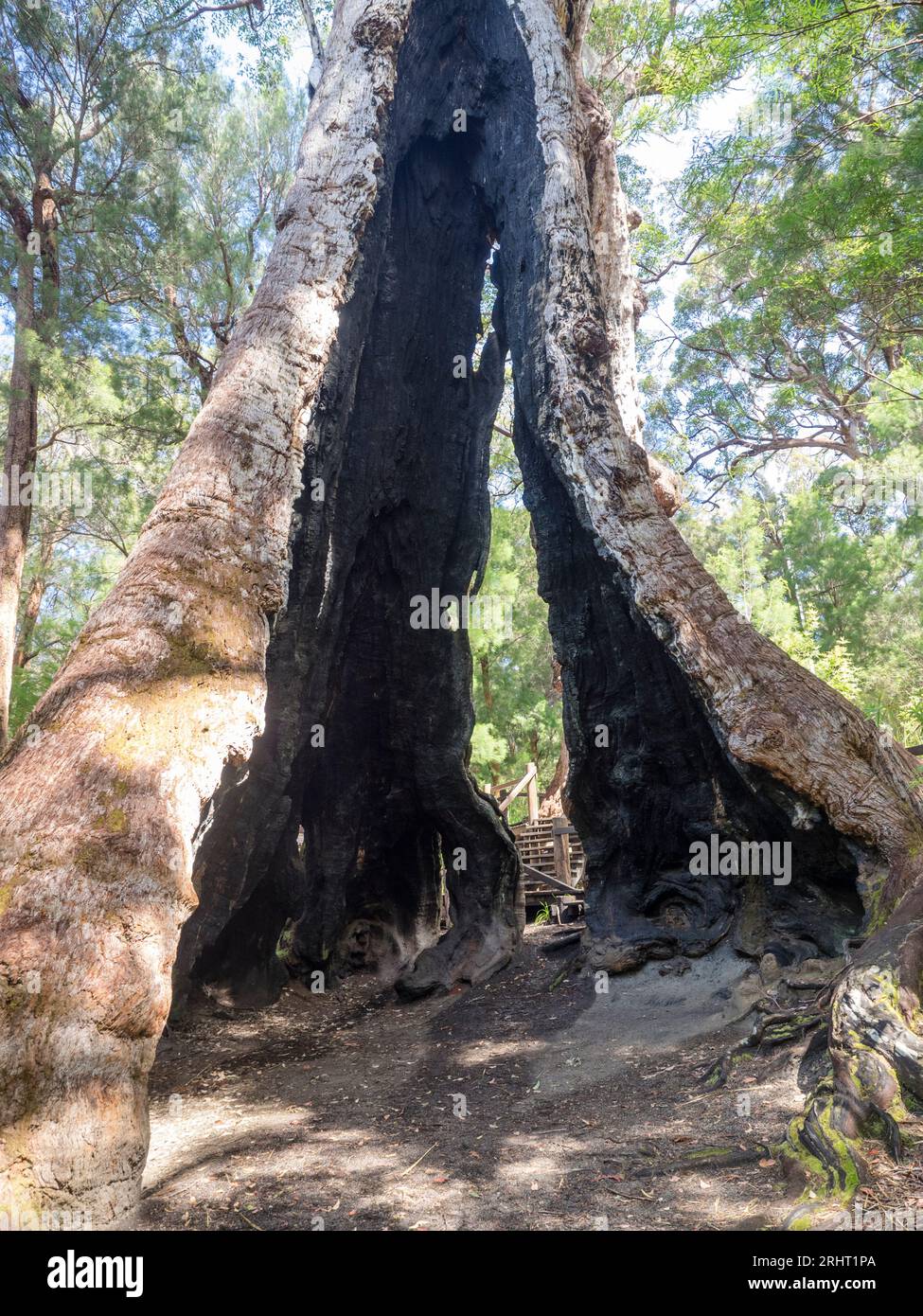 Giant Tingle tree (Eucalyptus jacksonii) Walpole-Nornalup National Park, Western Australia, Australia Stock Photo