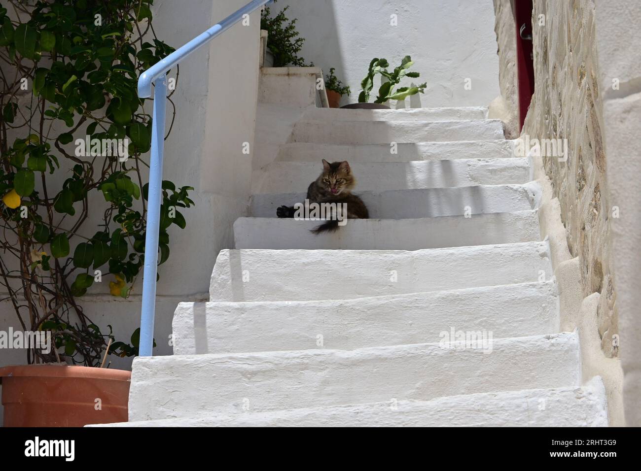 Cat on stairs in Ano Syros, a medieval settlement, Syros Island, Greece Stock Photo