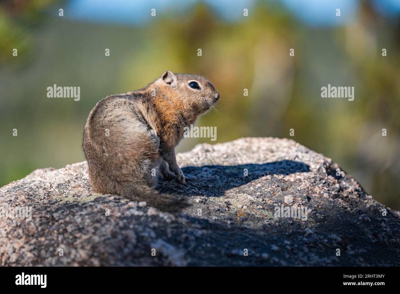 chipmunk on the rocks looking into the camera Stock Photo - Alamy