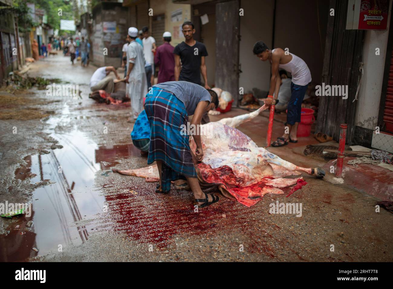 Animals slaughter sacrificial animal on the street in Dhaka for the biggest Muslim festival Eid-ul-Azha also known as the Eid of Sacrifice. Dhaka, Ban Stock Photo