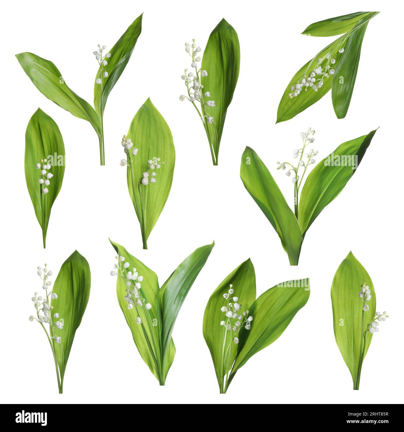Set of beautiful lily of the valley flowers with green leaves on white ...
