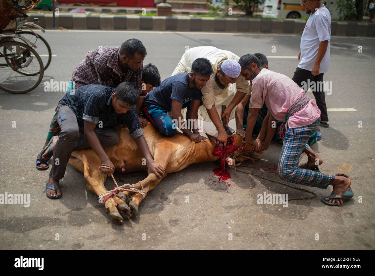 Animals slaughter sacrificial animal on the street in Dhaka for the biggest Muslim festival Eid-ul-Azha also known as the Eid of Sacrifice. Dhaka, Ban Stock Photo