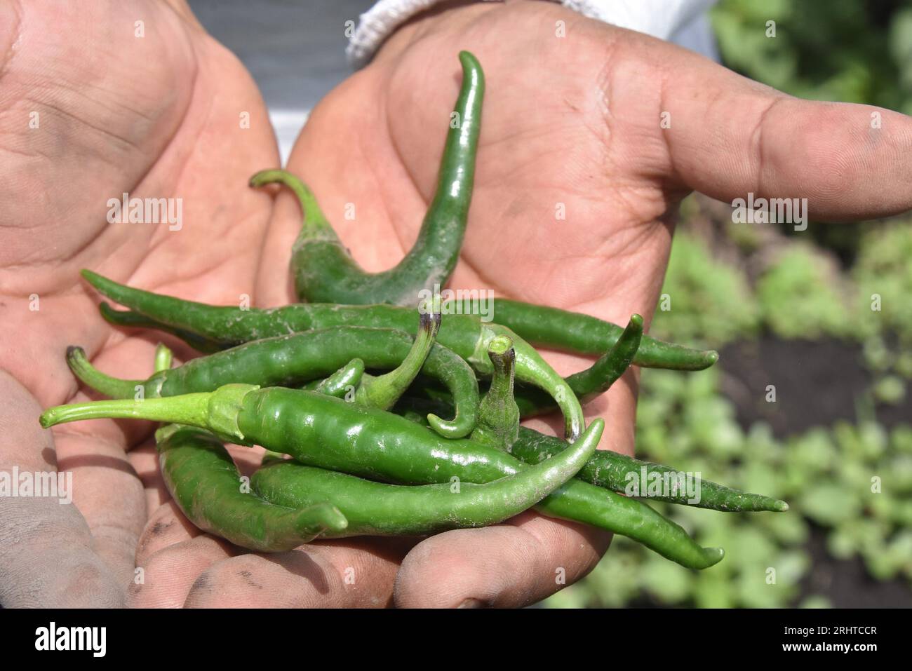 A man holding chile chicuarotes in the palm of his hands. Stock Photo