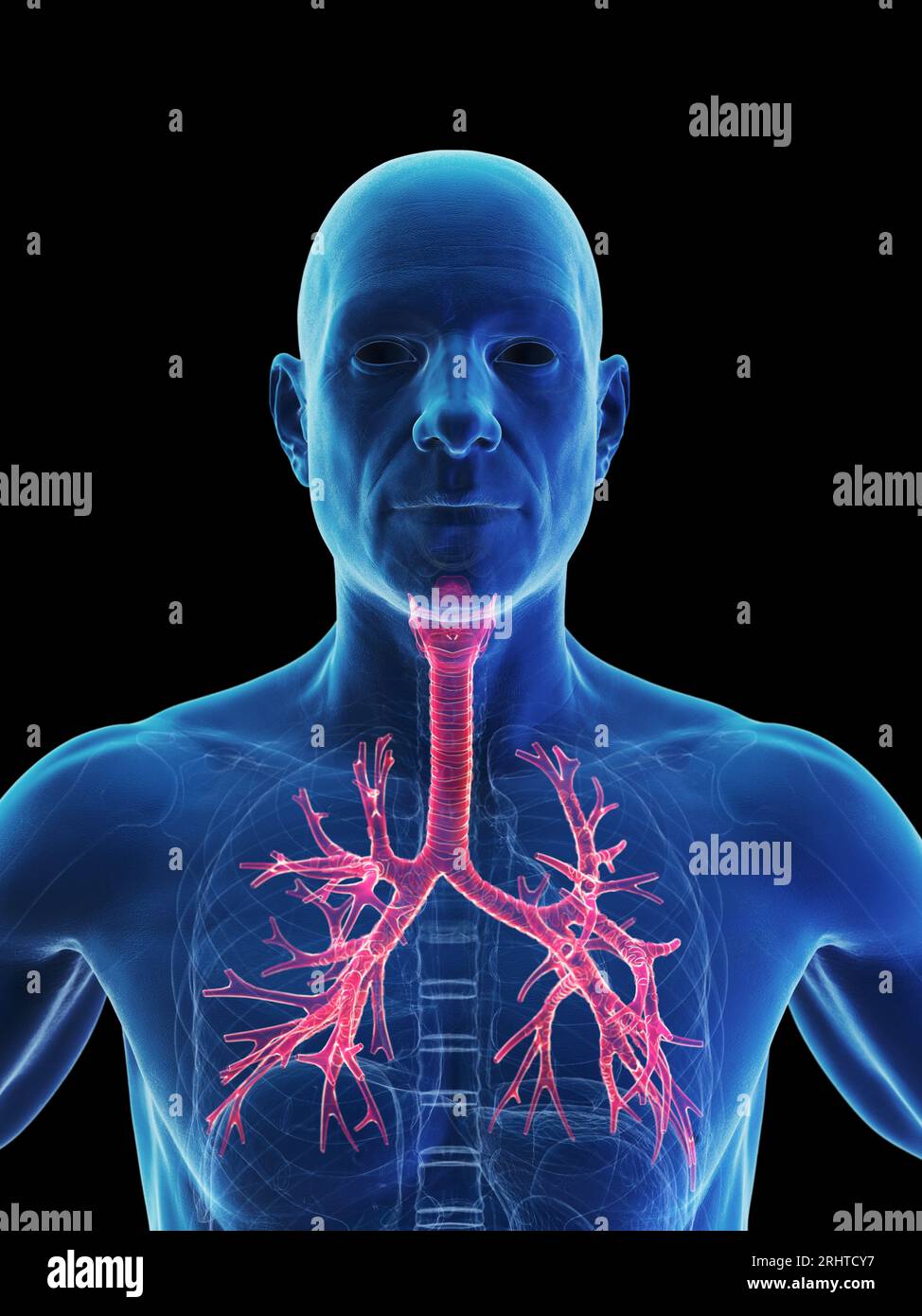 Bronchial tree, illustration Stock Photo Alamy