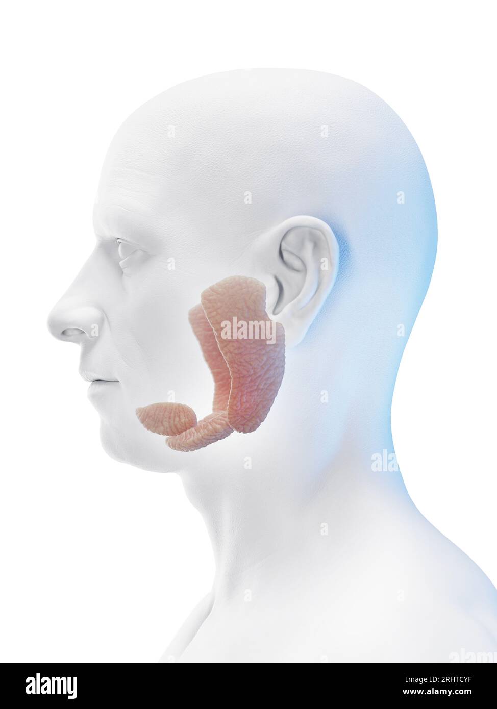 Male salivary glands, illustration Stock Photo