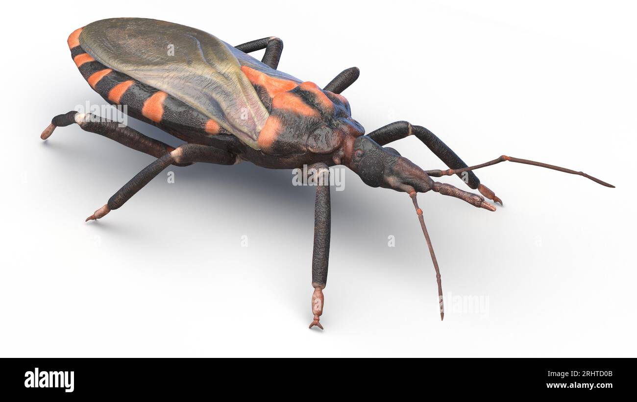 Kissing bug, illustration Stock Photo